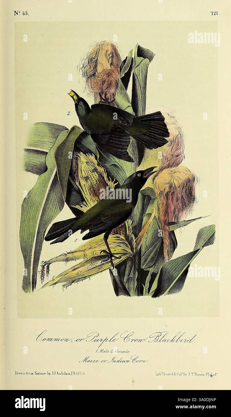 Die Vögel, von Amerika, New York, G.R. Lockwood, 1871, c1839, Birds, North America, bildliche Arbeiten, zwei gewöhnliche violette Kuhvögel sind in hohen grünen Blättern dargestellt, wobei ein Vogel anmutig auf einem großen Ähr aus Mais thront, während der andere in der Mitte des Fluges in der Nähe ist. Das leuchtende Laub umgibt sie und hebt ihr glänzendes Gefieder hervor. Unter dem Kunstwerk ist der Titel „Common or Purple Cowbird“ (gemeiner oder purpurer Cowbird) eingemeißelt, zusammen mit Notizen, die den Herkunftsort angeben, was auf eine naturalistische und detaillierte Darstellung dieser Vögel in ihrem Lebensraum hindeutet. Stockfoto