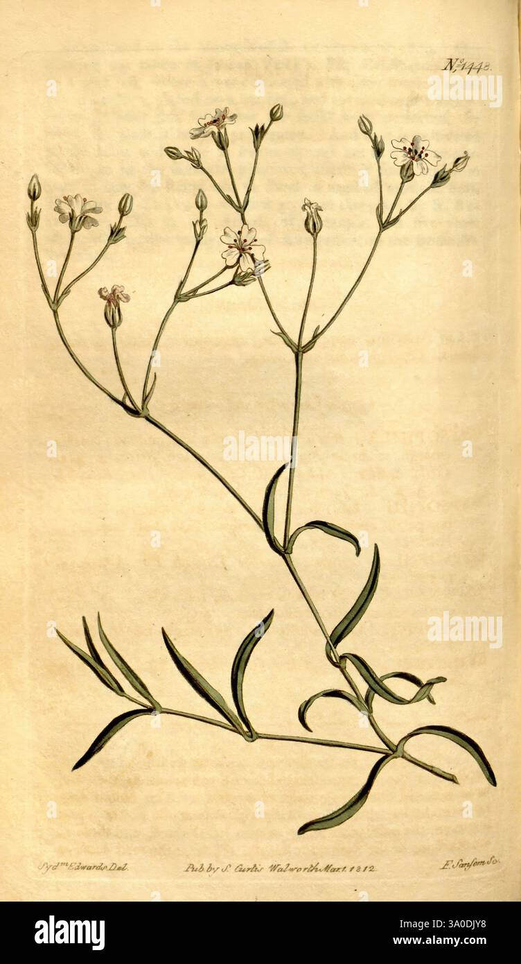 Curtis's Botanical Magazine, London, New York, Botanik, Zeitschriften, Bildwerke, Curtis, Gypsophila repens, Taxonomie: Family= Caryophyllaceae, Europe, Sydenham Teast Edwards, Eine botanische Illustration, zeigt einen schlanken Stamm mit zarten Häufchen kleiner, sternförmiger weißer Blüten. Die Blüten haben fünf Blütenblätter und sind in einer losen, offenen Form an der Spitze des Stiels angeordnet. Unterhalb der Blüten sind die Blätter schmal und lang und wachsen abwechselnd entlang des Stängels. Der Hintergrund zeigt minimale Details und betont die komplizierten Merkmale der Pflanze, einschließlich der feinen Linien des Stockfoto