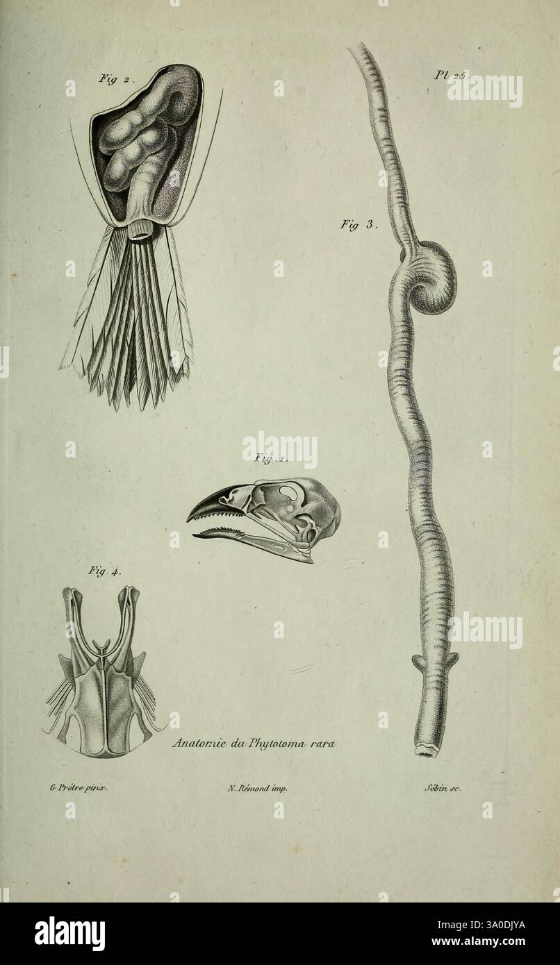 Oiseaux, Paris, A. Bertrand, 1839, Birds, Phytotoma, Jean Gabriel Prêtre, Eine detaillierte anatomische Illustration, die verschiedene Strukturen eines Meeresorganismus zeigt. Die mittlere Abbildung zeigt eine Querschnittsansicht des Körpers, die die innere Anatomie, einschließlich tentakelartiger Anhängsel, hervorhebt. Um diese zentrale Figur herum zeigen zusätzliche Illustrationen den Schädel der Kreatur, der ihre schnabelartige Struktur und andere anatomische Merkmale wie den Mantel und den Siphon zeigt, die auf die Morphologie des Kopffüßchens hinweisen. Die Präzision und Klarheit der Zeichnungen tragen zu einem umfassenden Under bei Stockfoto
