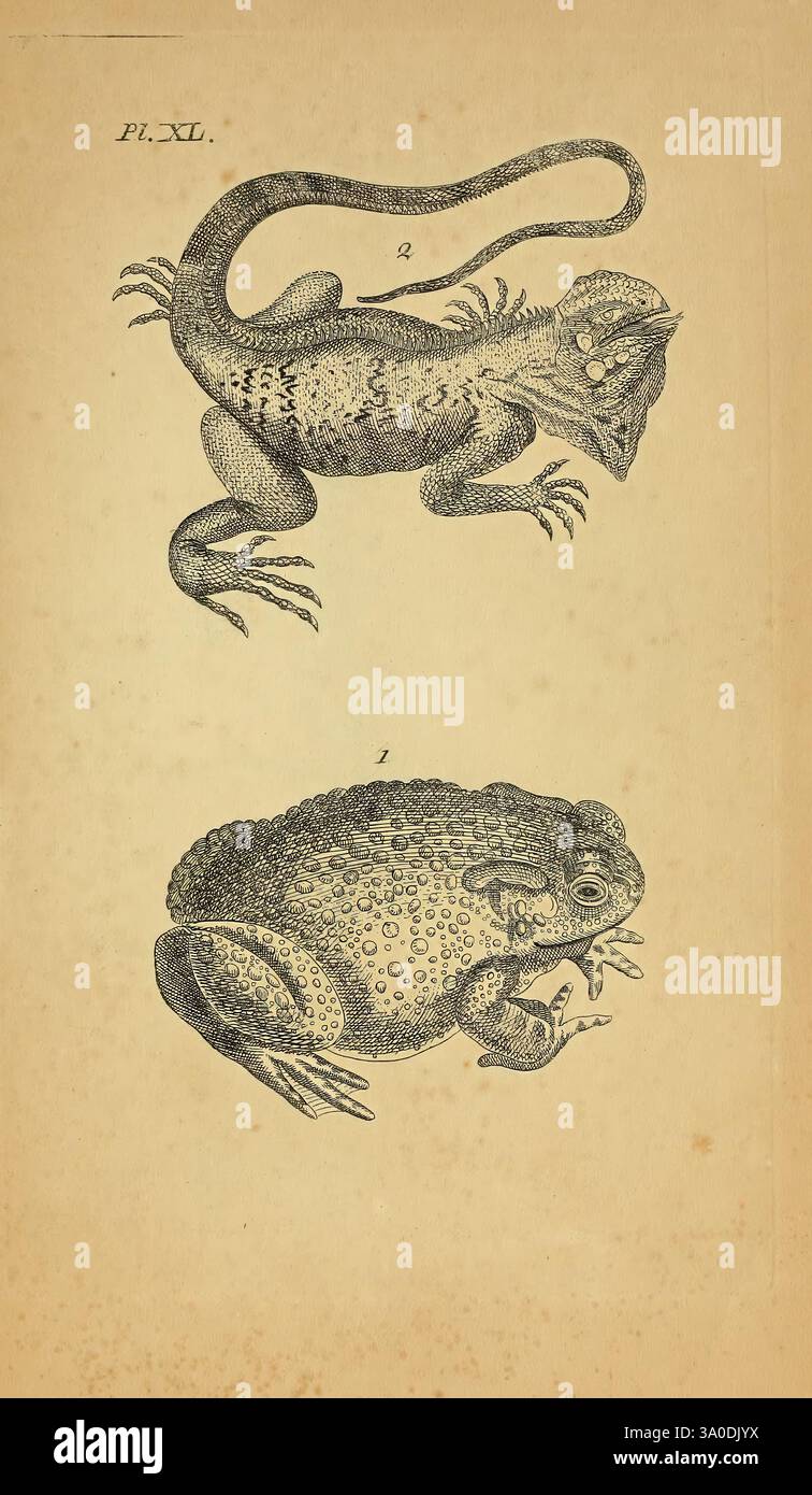 Icones amphibiorum, Hafniae, C. Steen, 1835, Amphibians, Reptilien, Bildwerke, die Illustration zeigt zwei unterschiedliche Reptilien: der obere Teil zeigt eine Eidechse, die sich durch ihren langgestreckten Körper, die markanten Gliedmaßen und die strukturierte Haut auszeichnet und Muster zeigt, die auf Tarnung und Anpassungsfähigkeit in ihrer Umgebung hinweisen. Sein Kopf ist mit einzigartigen Merkmalen verziert, die für Verteidigungszwecke oder Paarungszwecke geeignet sind. Der untere Teil zeigt eine Kröte, die sich durch ihren robusten, abgerundeten Körper und die ausgeprägte warzige Hautstruktur auszeichnet. Der weite Mund der Kröte deutet auf eine Ernährung mit Insekten und ihren positionierten Gliedmaßen hin Stockfoto