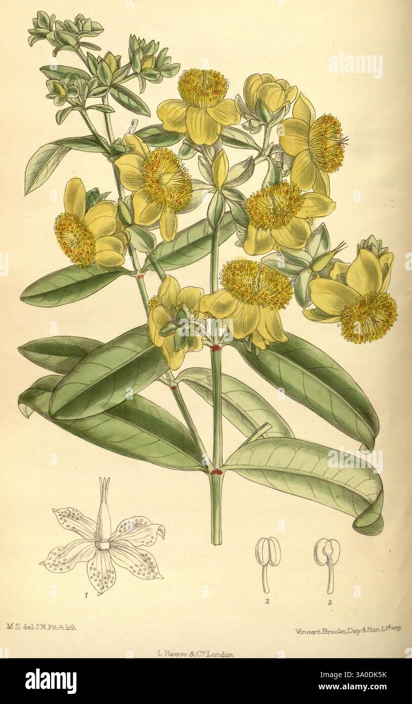 Curtis's Botanical Magazine London New York etc. Botanische Illustration Botanik Zeitschriften Bildwerke Pflanzen ornamental Curtis Stockfoto