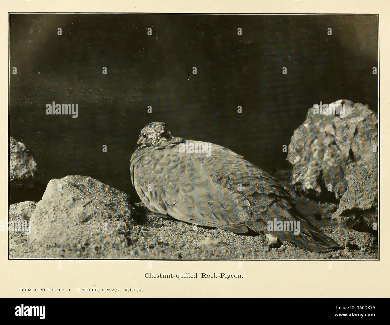 Die EMU Melbourne Royal Australasian Ornithologists Union 1901, Australasia Birds Ornithology Periodicals, Eine Nahaufnahme eines plumpen, bodenbewohnenden Vogels mit einem abgerundeten Körper und einem charakteristisch gemusterten Gefieder. Sein Kopf ist leicht gedreht und zeigt seinen abgerundeten Schnabel und seine ausdrucksstarken Augen. Der Vogel befindet sich in felsigem Gelände, das eine strukturierte Kulisse bietet. Das Bild fängt die natürliche Vermischung des Vogels mit seiner Umgebung ein und hebt seine Anpassungen für Tarnung und Überleben in seinem Lebensraum hervor. Die komplizierten Details der Federn zeigen ein subtiles Spiel aus Licht und Schatten, Stockfoto