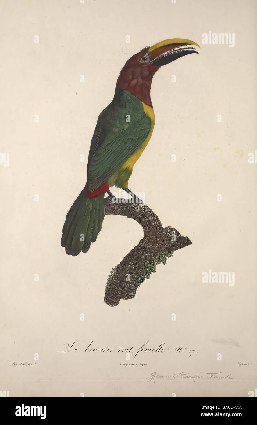 Histoire naturelle des oiseaux de paradis et des rolliers, Paris, Chez Denné le jeune [et] chez Perlet, 1806, Vögel, französische Sprache, Bildwerke, ein lebhafter tropischer Vogel, der anmutig auf einem Zweig thront und sein markantes Gefieder zeigt. Der Vogel verfügt über eine reiche Mischung aus grünen, gelben und braunen Farben, mit einem markanten und einzigartig geformten Schnabel, der seinen Reiz unterstreicht. Die komplizierten Details der Federn sind wunderschön dargestellt und unterstreichen die Eleganz ihrer Form. Dieser Vogel ist in einer natürlichen Pose dargestellt, was auf einen Moment der Ruhe in seinem Lebensraum hindeutet. Darunter der Name 'Le Tamarin ve Stockfoto
