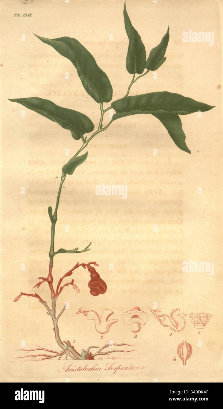 Amerikanisch, medizinisch, Botanik, Boston, Cummings, und Hilliard, 1817-1820, Werke, USA, Botanik, Medizin, Pflanzen, Aristolochia, Serpentaria, Botanik, Medizin, Materia, Medica, Gemüse, die Abbildung zeigt eine detaillierte botanische Darstellung der Aristolochia serpentaria, allgemein bekannt als Virginia Snakeroot. Die Pflanze ist mit länglichen, ovalen Blättern dargestellt, die aus einem Mittelstamm herausragen, der zart auszweigt. Unter den Blättern sind die Pflanzenwurzeln sichtbar, die ihre komplizierte Struktur zeigen. Die Hauptabbildung wird durch kleinere Darstellungen der verschiedenen Blume ergänzt Stockfoto