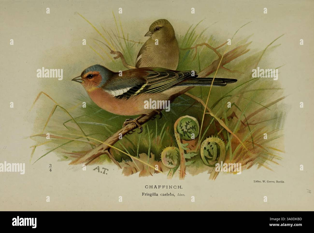 Farbige Figuren der Vögel der Britischen Inseln, herausgegeben von Lord Lilford. London, R. H. Porter, 1885-1897, Common Chaffinch, Fringilla coelebs, Birds, Großbritannien, Pictorial Works, Museum of Comparative Zoology, Fringilla coelebs, Common Chaffinch, Archibald Thorburn, Ornithologie, eine lebendige Darstellung von zwei Buchfinken inmitten von üppigem Gras, die die komplizierten Details ihres Gefieders und natürlichen Lebensraums einfangen. Der männliche Kaffinch ist besonders hervorzuheben und zeigt eine Mischung aus rötlichen Braun- und Grautönen, während das weibliche mit dezenter Färbung in der Nähe steht. Eingebettet in das Grüne Stockfoto