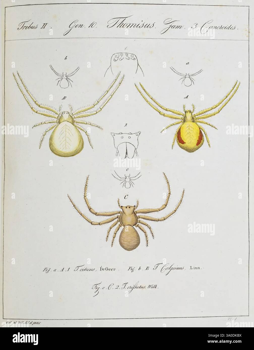 Monographia Aranearum Monographie der Spinnen Nürnberg Lechner 182. MuseumsVictoria Spinnen Arachniden Arachnida Franz von Paula Schrank Thomisus cristatus Xysticus cristatus Thomisus calycinus Taxonomie: Current = Misumena vatia Thomisus citreus Thomisus cristatus Xysticus Calycinus Misumena Vatia Citreus Araneae, diese Illustration zeigt verschiedene Arten der Gattung Thamnochares und hebt ihre besonderen anatomischen Merkmale hervor. Oben zeigen mehrere Darstellungen die dorsalen und ventralen Ansichten und zeigen die verschiedenen Körperformen und Farben, die für diese Arachni charakteristisch sind Stockfoto