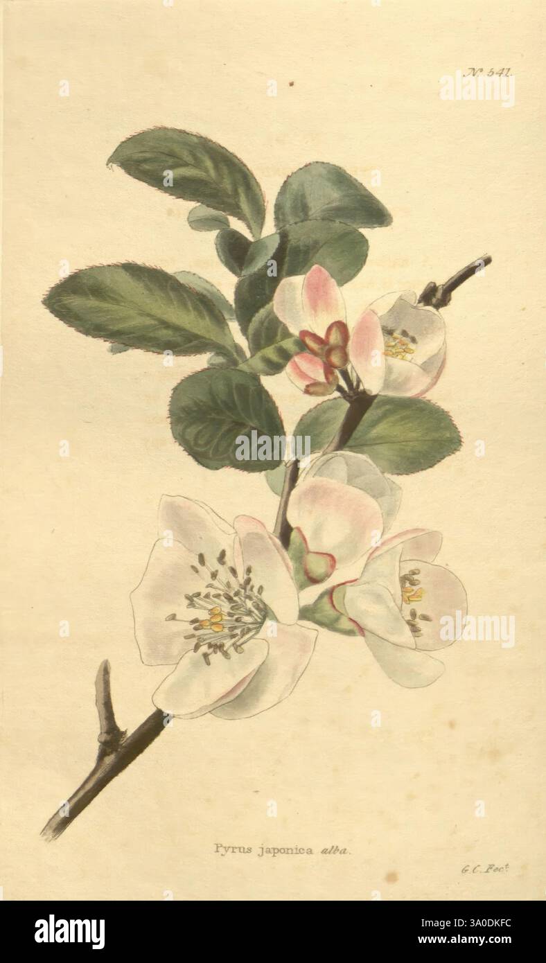 The Botanical Cabinet, London, John & Arthur Arch, 1817-1833, Eine zarte Illustration eines blühenden Zweiges aus der japanischen Quitte mit zarten rosa Blüten und üppig grünen Blättern. Die Komposition hebt die komplizierten Details der Blumen hervor und zeigt ihre Blütenblätter in verschiedenen Blütestadien, mit subtilen Anklängen von weiß und Gelb in der Mitte. Die Blätter sind mit reichen Texturen dargestellt, was zur natürlichen Schönheit der botanischen Studie beiträgt. Dieses Kunstwerk spiegelt eine fein gearbeitete Darstellung wider, die typisch für botanische Illustrationen aus dem 19. Jahrhundert ist und sowohl die Ästhetik betont Stockfoto