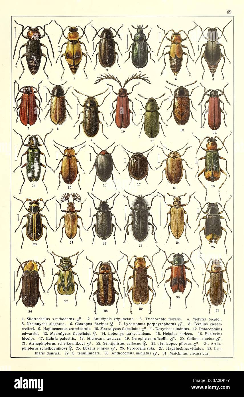 Zhuki Rossii i i zapadnoĭ Evropy, S.-Peterburg, Devrien, 1905-1915, Käfer, Europa, Sowjetunion, Eine detaillierte Illustration, die eine Vielzahl von Käferarten zeigt, die alle sorgfältig mit Zahlen gekennzeichnet sind. Die Kollektion enthält verschiedene Farben und Muster, die die einzigartigen Eigenschaften der einzelnen Proben hervorheben. Die Liste umfasst Arten wie Sitaris candida und Anthaxia sp., die sowohl den wissenschaftlichen Namen als auch die charakteristischen visuellen Merkmale aufweisen. Die Anordnung ermöglicht einen einfachen Vergleich von Größe, Form und Farbe und unterstreicht die Vielfalt innerhalb der Käferfamilie. Jeder Käfer ist Stockfoto