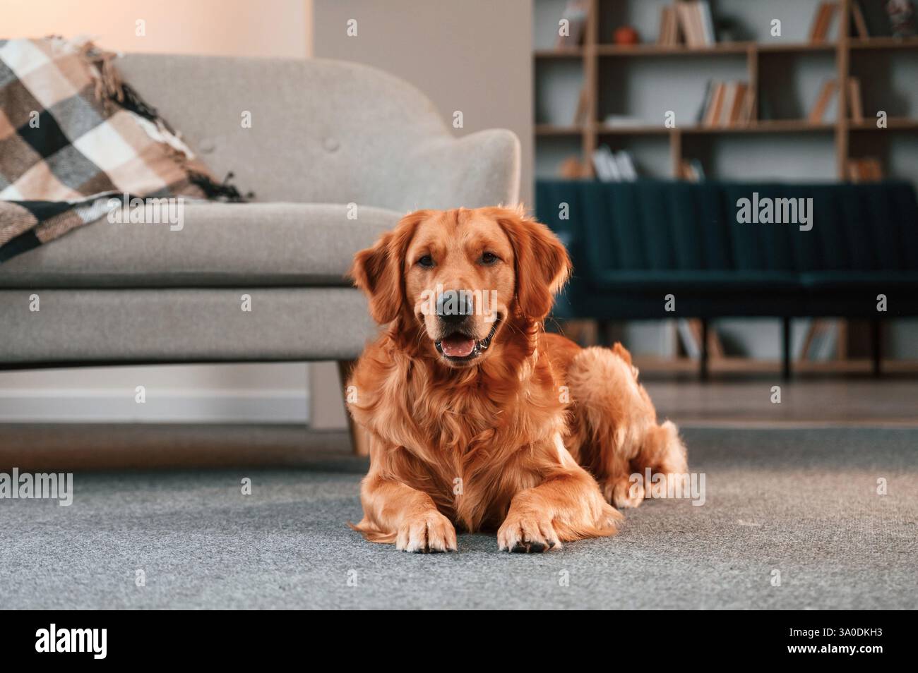 Auf dem Boden liegen. Der niedliche Golden Retriever Hund ist drinnen im Wohnzimmer. Stockfoto