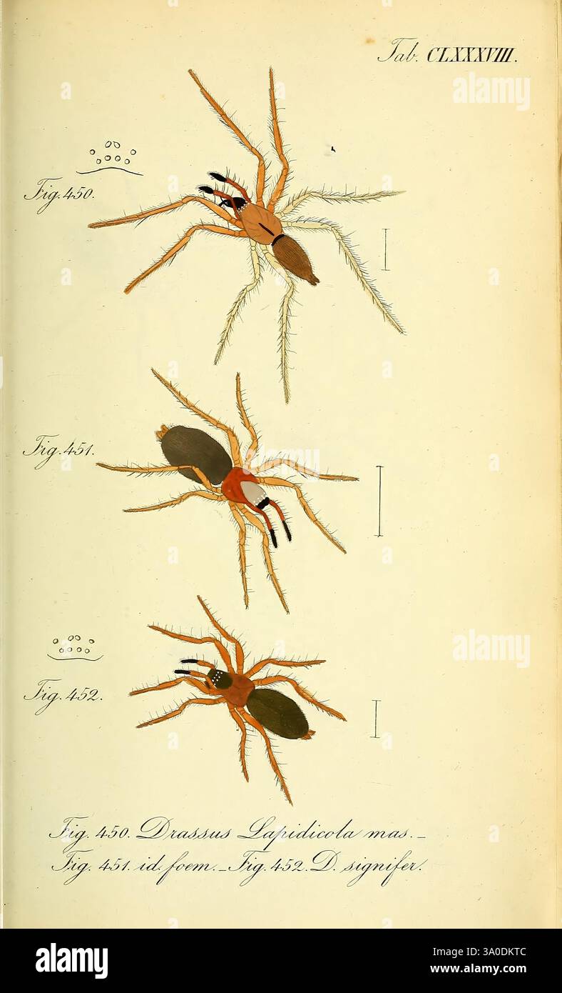 Die Arachniden, Nürnberg, in der C. H. Zeh'schen Buchhandlung, 1831–1848, Arachnida, zeigt die Abbildung drei unterschiedliche Spinnenarten, die jeweils mit einer Figurennummer gekennzeichnet sind. Die erste Spinne, die als Abb. 350 zeigt einen schlanken Körper mit langen Beinen und bemerkenswerten Chelicerae, charakteristisch für die Gattung Drassus. Abb. 351 präsentiert eine Spinne mit einer robusteren Konstruktion, deren Bauch deutlich sichtbar mit auffälligen Farben und Mustern dargestellt ist, die auf eine einzigartige Lebensraumanpassung hinweisen. Das dritte Kreuzstück, Abb. 352 weist eine andere Morphologie auf, die Variationen in der Beinstruktur und der Körperform hervorhebt Stockfoto