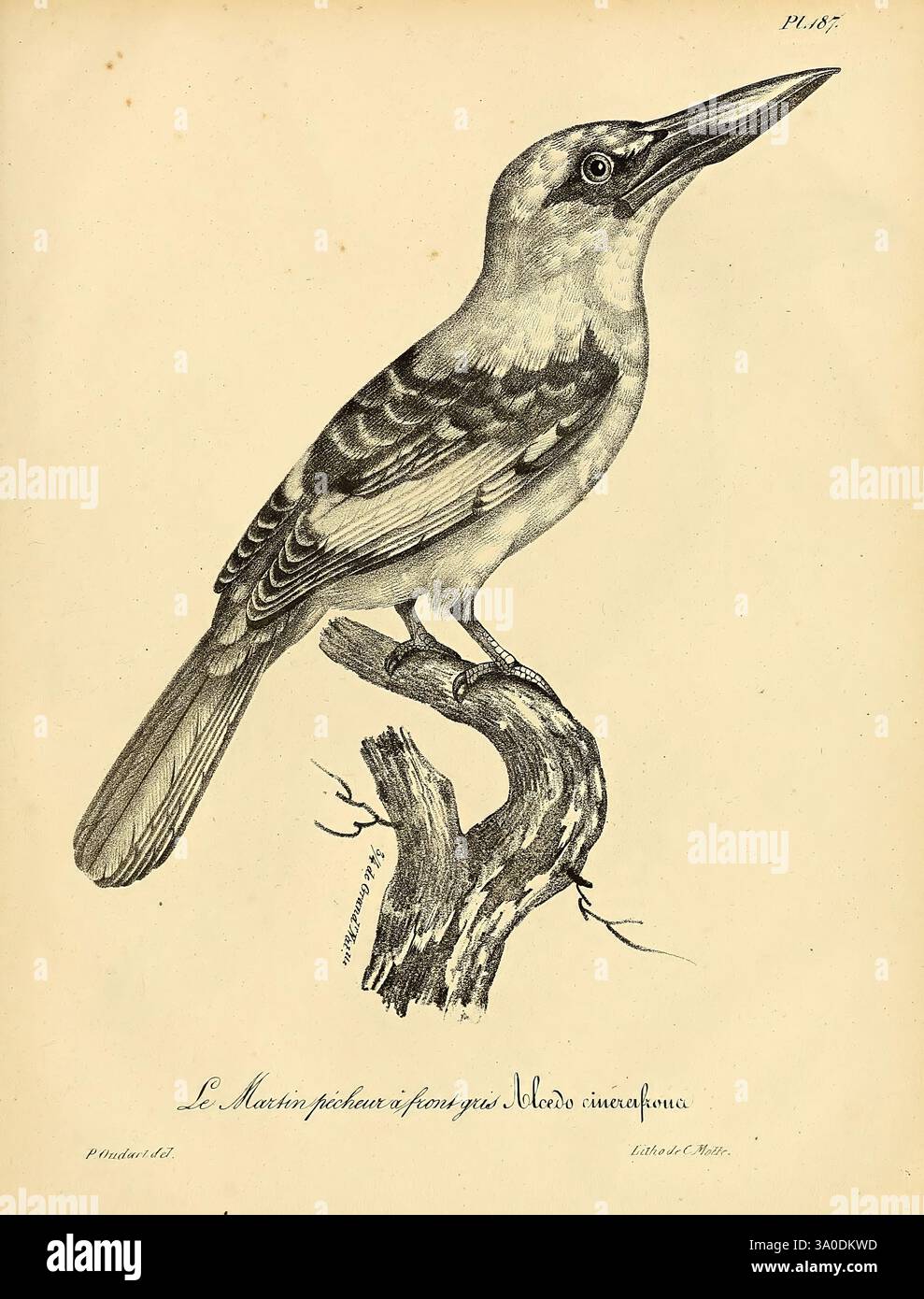 La galerie des oiseaux, Paris, Carpentier-Méricourt, 1834, Vögel, die Abbildung zeigt eine detaillierte und realistische Darstellung eines Vogels auf einem Ast. Diese Art, bekannt für ihr lebendiges Gefieder, zeigt eine Vielzahl von Farben und komplizierten Federmustern. Der Vogel blickt aufmerksam, mit einem langen Schnabel, der darauf hindeutet, dass er ein Raubtier von kleinen Fischen oder Insekten sein könnte. Der Ast, auf dem er sitzt, ist knorrig und strukturiert, was den natürlichen Lebensraum des Vogels unterstreicht. Der Abbildung ist ein wissenschaftliches Etikett beigefügt, das den Namen der Art und andere relevante Informationen (Additiv) enthält Stockfoto