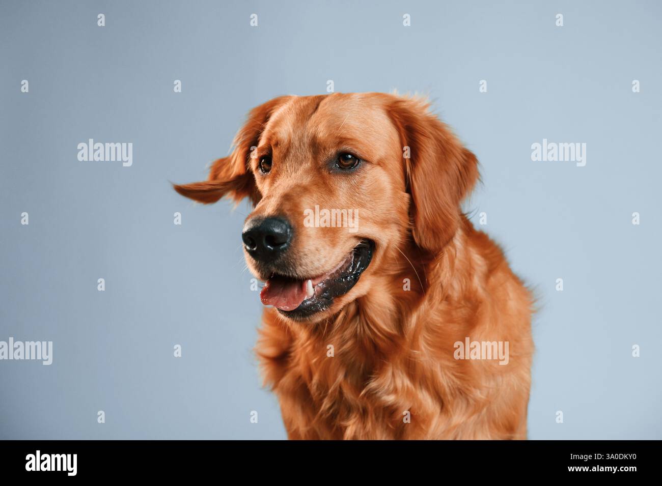 Niedlicher goldener Retriever-Hund sitzt drinnen vor weißem und blauem Hintergrund im Studio. Stockfoto
