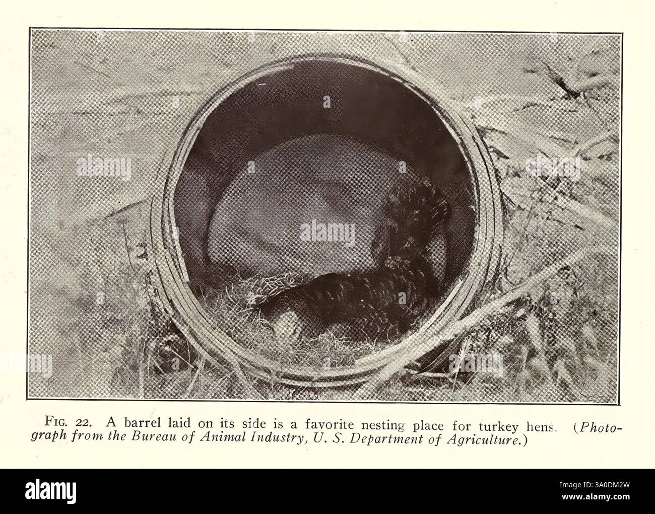 Turkey Raising New York, Orange Judd Verlag, 1922, Truthühner., Ein Fass an seiner Seite dient als Nistplatz für truthühner und bietet ihnen eine gemütliche und geschützte Umgebung. Das Innere des Fasses ist dunkel und schafft einen sicheren Raum, in dem die Hühner ihre Eier legen und ihre Jungen aufziehen können. Die Umgebung des Fasses ist eine natürliche Umgebung, die die Verbindung der Vögel mit dem ländlichen Leben und den traditionellen landwirtschaftlichen Praktiken unterstreicht. Diese Szene veranschaulicht den Einfallsreichtum der Verwendung von Alltagsgegenständen in der Landwirtschaft, um Wildtiere zu unterstützen und nachhaltige Praktiken zu fördern. Stockfoto