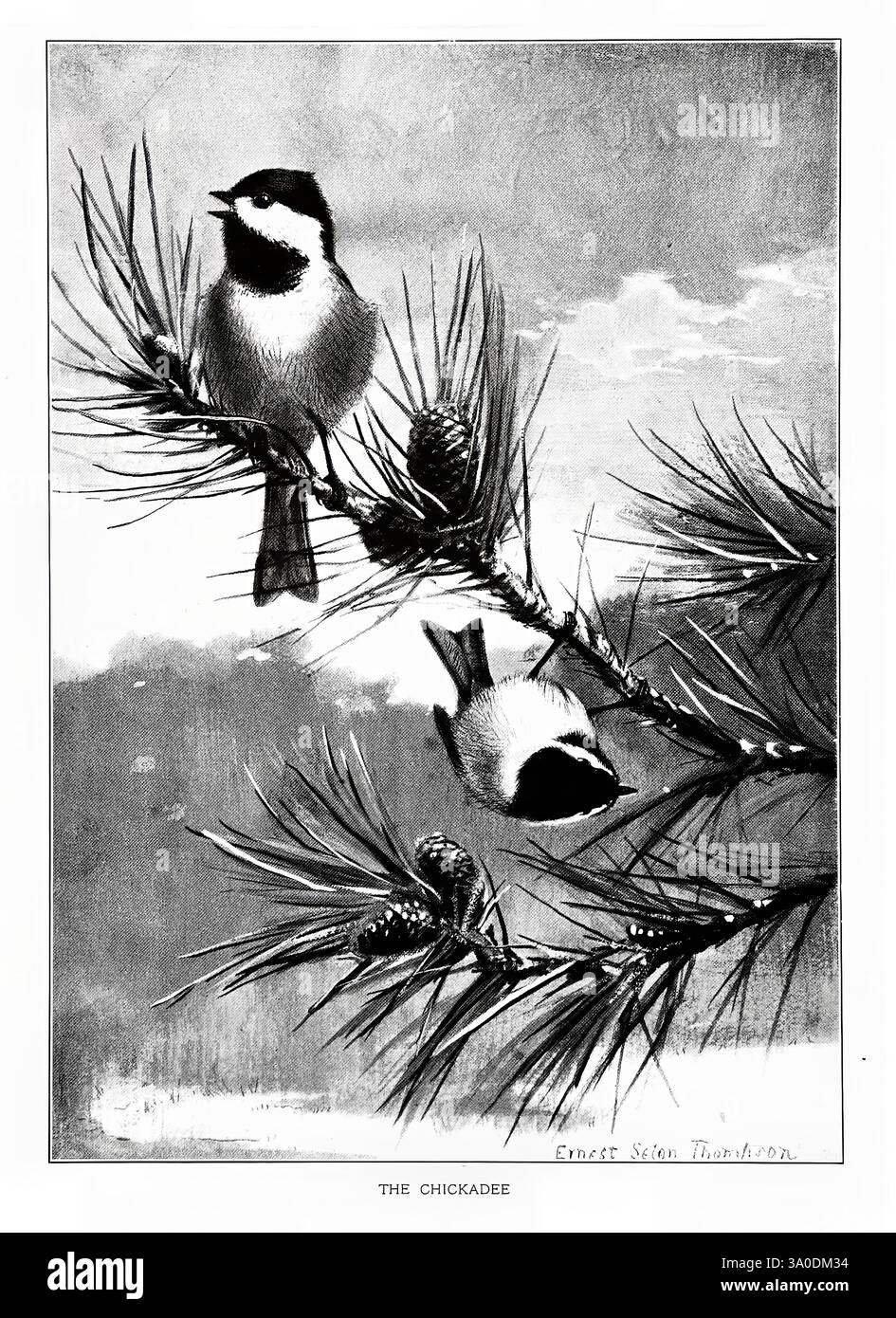 Vogelporträts Boston Ginn & Company 1901 Vögel mit schwarzem Deckel Poecile atricapillus, zwei Hühner sitzen anmutig auf einem Kiefernzweig, umgeben von strukturierten Kiefernnadeln und -Kegeln. Die Vögel mit ihren markanten schwarz-weißen Markierungen und flauschigen Körpern verleihen der ruhigen natürlichen Umgebung Leben. Im Hintergrund verstärkt ein weicher, bewölkter Himmel die ruhige Atmosphäre und bietet eine perfekte Kulisse für diese lebhaften kleinen Kreaturen, die sich in ihrem Waldhabitat bewegen. Die Komposition fängt sowohl den Charme der Chickadees als auch die Schönheit ihrer Umgebung ein und erweckt ein Gefühl von pe Stockfoto
