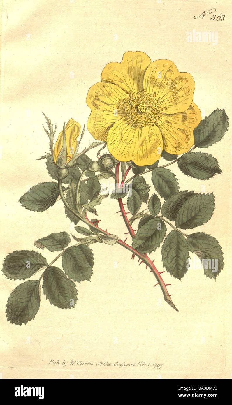 Das botanische Magazin, oder Blumengarten ausgestellt, 1790-1800, Botanik, Zeitschriften, Bildwerke, Curtis, Blumen, Lutea, rosa lutea, Taxonomie: Family= Rosaceae, Rosa ejaune de Perse, Rosa foetida, sweetbriar Rose, Austrian Briar, Taxonomy common, Taxonomie, österreichische Kupferrose, John Sims, Sydenham Teast Edwards, Eine lebendige gelbe Blume mit mehreren Blütenblättern und einem markanten zentralen Stamen ist neben einer Reihe von zarten grünen Blättern dargestellt. Die Blüte wird in voller Blüte gezeigt, mit ungeöffneten Knospen in der Nähe, was auf das Potenzial für zukünftige Blüten hindeutet. Die Gesamtkomposition hebt t hervor Stockfoto