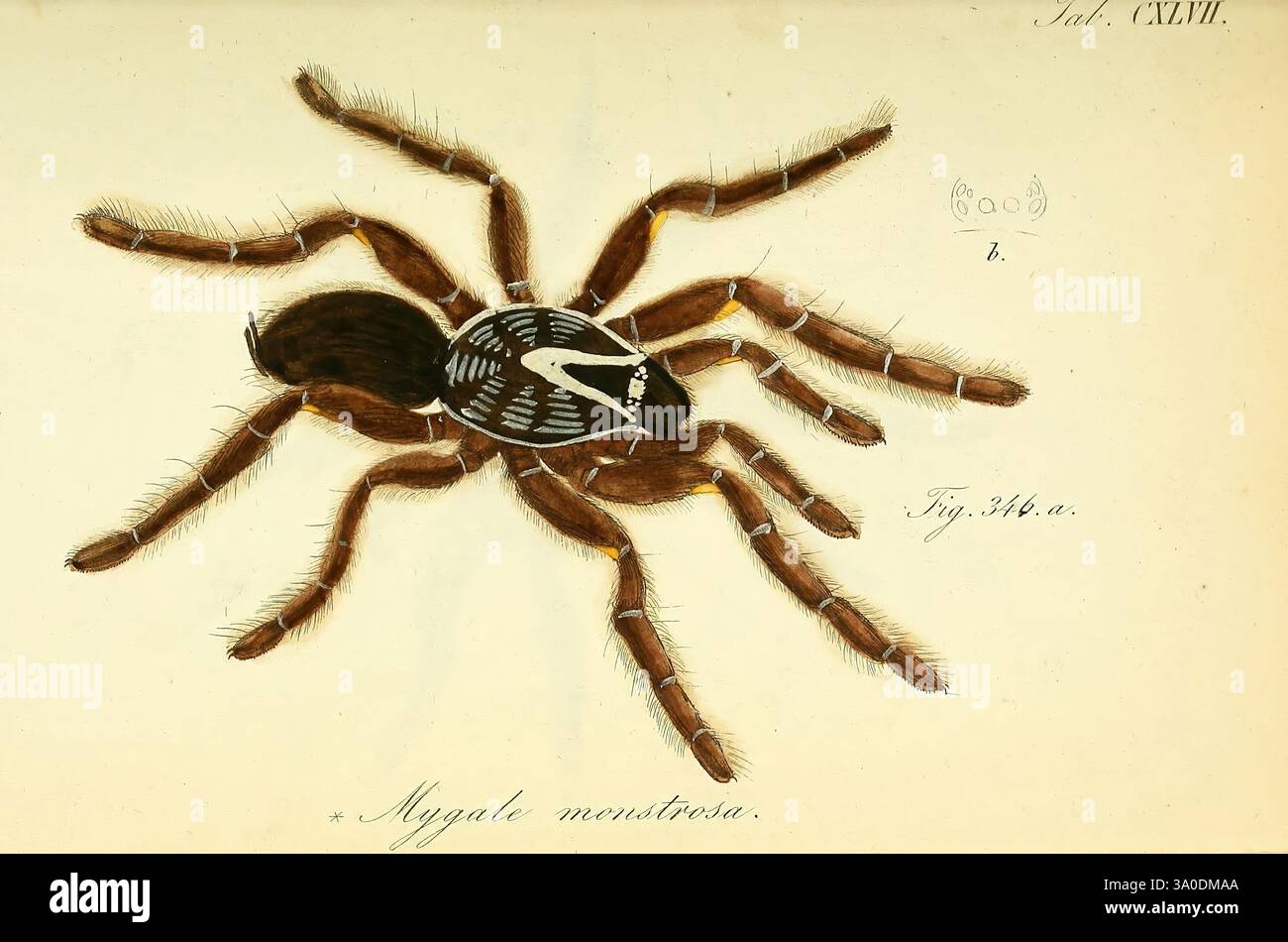 Die Arachniden, Nürnberg, in der C. H. Zeh'schen Buchhandlung, 1831-1848, Arachnida, Taxonomie: Family= Theraphosidae, arthropoda, Arthropod, Seitenrechte, Halloween, Eine detaillierte Abbildung einer Spinne, die ihre komplizierte Körperstruktur und Färbung zeigt. Die Spinne ist mit einem robusten Körper, markanten Beinen und markanten Markierungen am Bauch dargestellt, die eine Kombination aus dunklen und hellen Farbtönen aufweisen. Jedes Bein ist elegant positioniert und mit feinen Haaren verziert, die seine Anatomie hervorheben. Die Gesamtkomposition unterstreicht die Einzigartigkeit der Spinne und lädt die Zuschauer ein, die Details zu schätzen Stockfoto
