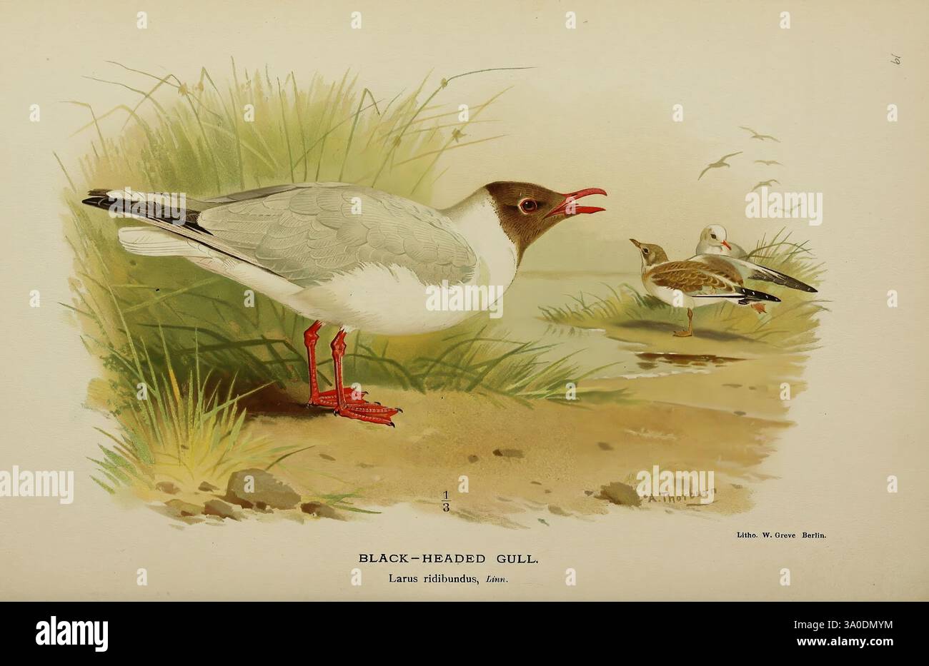Farbige Figuren der Vögel der Britischen Inseln, herausgegeben von Lord Lilford. London, R. H. Porter, 1885-1897, Großbritannien, Birds, Schwarzkopfmöwe, Bildwerke, Chroicocephalus ridibundus, Museum of Comparative Zoology, die Szene zeigt eine detaillierte Abbildung einer Schwarzkopfmöwe mit ihren charakteristischen Merkmalen. Der Vogel steht deutlich im grünen Gras und zeigt seinen weißen Körper im Kontrast zu dunkelbraunen Markierungen auf dem Kopf und hellroten Beinen. Sein Schnabel ist offen, was auf einen Anruf oder Wachheit hindeutet. Im Hintergrund kann ein anderer Vogel im Flug gesehen werden, der der Tiefe des Flugzeugs zusätzliche Tiefe verleiht Stockfoto