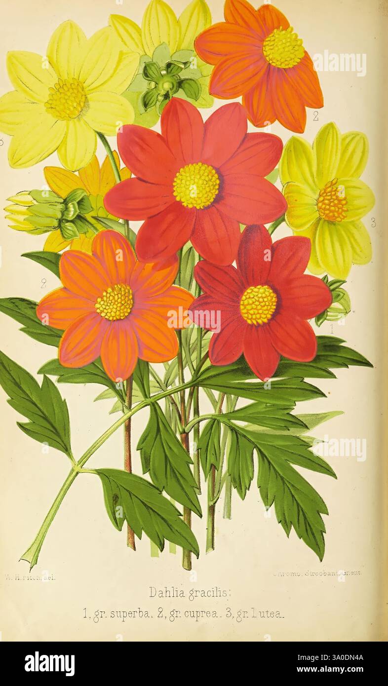 Der Florist und Pomologe und Vorstadtgärtner. London, 1880, Blumengärten, Obstkultur, Gartenarbeit, Großbritannien, Periodika., Eine lebendige Darstellung von Dahlien mit einer Vielzahl von Farben und Formen. Die Komposition zeigt markante rote und orangene Blüten sowie weichere gelbe Blüten, die alle von üppig grünen Blättern umgeben sind. Jede Blume ist aufwändig detailliert und unterstreicht ihre einzigartige Blütenblattstruktur und -Form. Unter den Blüten sind die dargestellten Dahlientypen durch ein Etikett gekennzeichnet: 1. G. superba, 2. G. cuprcea und 3. G. lutea, was auf eine reiche Vielfalt dieser schönen Garde hinweist Stockfoto