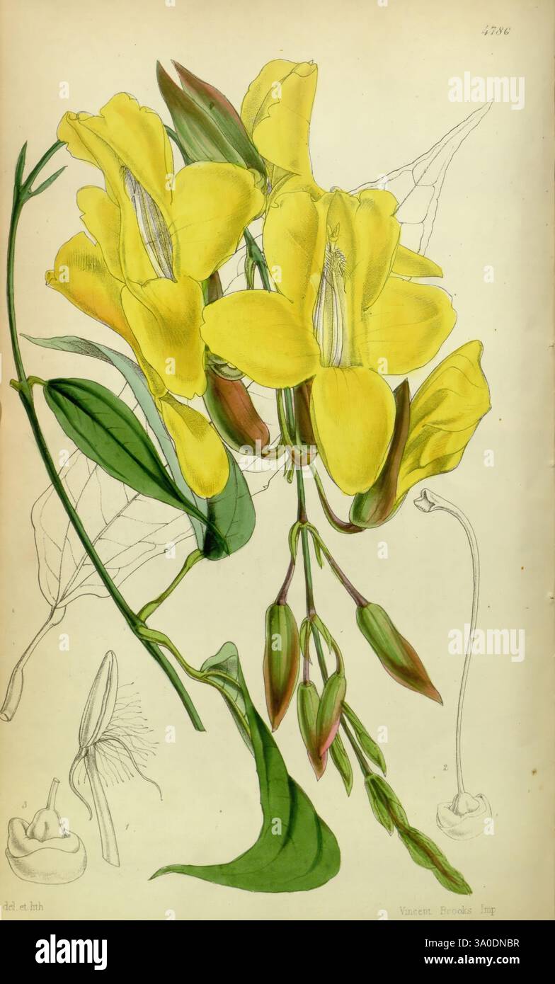 Curtis's Botanical Magazine, London, New York, Botanik, Zeitschriften, Bildwerke, Blumen, Walter Hood Fitch, Hexacentris mysorensis, Mysore hexacentris, Thunbergia mysorensis, Mysore Trompete Rebe, Indian Clock Rebe, Hist Sci Art, Curtis, William Jackson Hooker, Mysore, Indien, Eine botanische Illustration mit einer Gruppe leuchtend gelber Blumen, die sich durch ihre langen Blütenblätter und zarten Staubblätter auszeichnen. Die Blüten sind neben ihren üppig grünen Blättern dargestellt, wobei sichtbare Adern ihren Realismus verstärken. Unterhalb der Hauptgruppe zeigt eine kleinere Skizze die Struktur der Anlage. Stockfoto