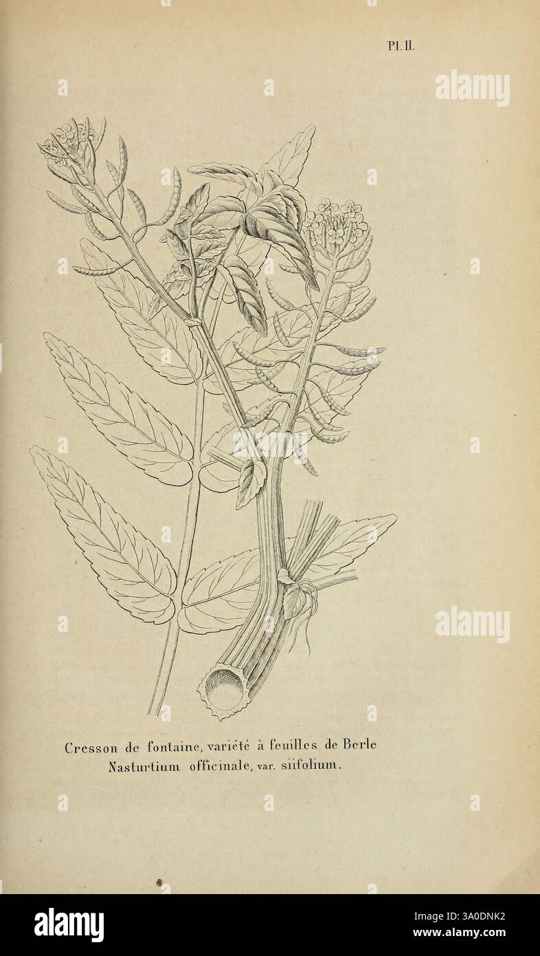 Belgique horticole Liége Botanik Gartenzeitschriften Pflanzen, Eine botanische Illustration der Brunnenkresse Pflanze, die ihre komplizierte Blattstruktur und ihre zarten Blütenknospen zeigt. Die Komposition unterstreicht die charakteristische Form der Blätter, die sich durch ihre gezackten Kanten und ihre unterschiedlichen Größen auszeichnet, neben dem aus der Basis hervortretenden Stiel. Das Detail in der Darstellung unterstreicht die natürliche Schönheit der Pflanze, genannt 'Nasturtium officinale, var. Sufolium.“ Diese Abbildung dient als Referenz für die Identifizierung und Untersuchung im Bereich der Botanik. Stockfoto