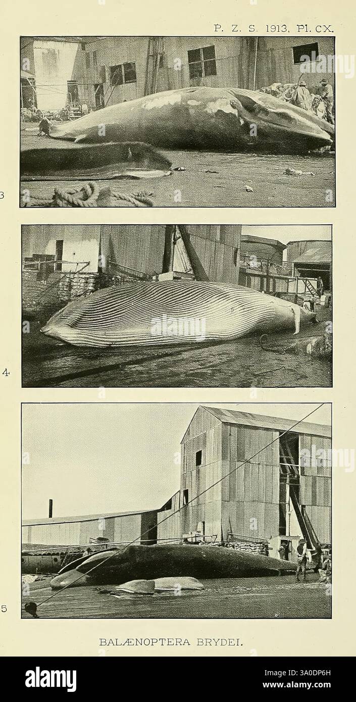 Das Bild zeigt eine Reihe von drei Abschnitten, die die Überreste von Bartenwalen darstellen, insbesondere einer Art, die als Balaenoptera brydei bezeichnet wird. Jeder Abschnitt zeigt die riesige Größe der Wale, die an einem Dock oder ähnlichen Ort angelegt sind, umgeben von Menschen und verschiedenen Strukturen. 1. Im ersten Abschnitt wird ein großer Wal mit seinem Körper deutlich sichtbar dargestellt, was die Größe dieser Meeresriesen in Bezug auf die Umwelt veranschaulicht. 2. Der zweite Abschnitt fängt einen Wal auf dem Kopf, Showcasi Stockfoto
