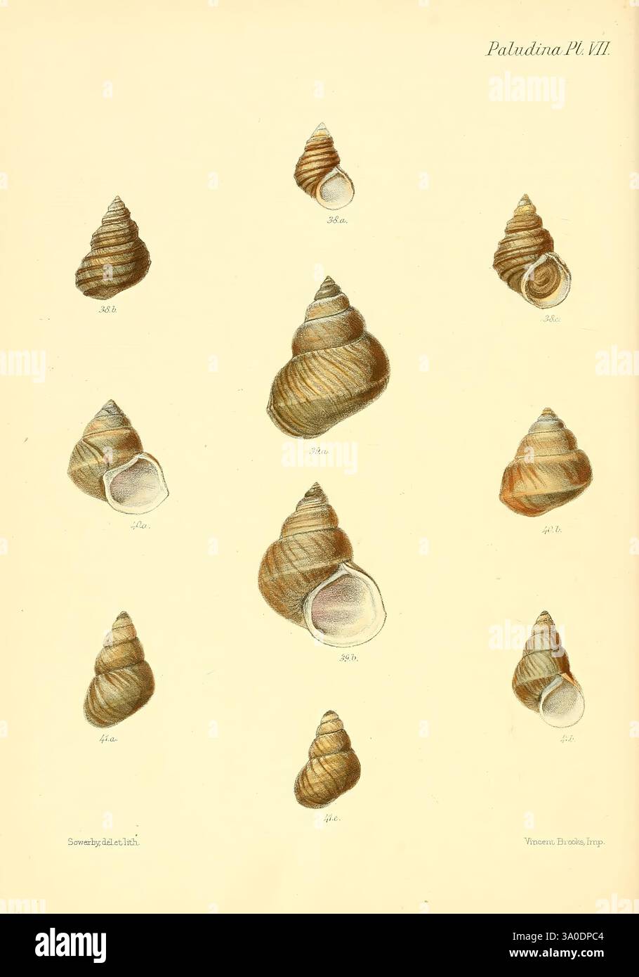 Conchologia iconica, oder Abbildungen der Muscheln von Weichtieren London, Reeve, Brothers, 1843-1878, Weichtiere, Bildwerke, Muscheln, Eine Sammlung von aufwändig detaillierten Illustrationen, die verschiedene Arten von Muscheln aus der Gattung Paludina zeigen. Jede Schale wird mit genauer Aufmerksamkeit auf ihre einzigartigen Formen, Muster und Texturen dargestellt. Das Arrangement hebt eine Vielzahl von Größen und Ausrichtungen hervor und veranschaulicht die verschiedenen Formen innerhalb dieser Gruppe von Süßwasserschnecken. Das Kunstwerk fängt die natürliche Schönheit und Komplexität dieser Meeresorganismen ein, ergänzt durch Labels indicati Stockfoto