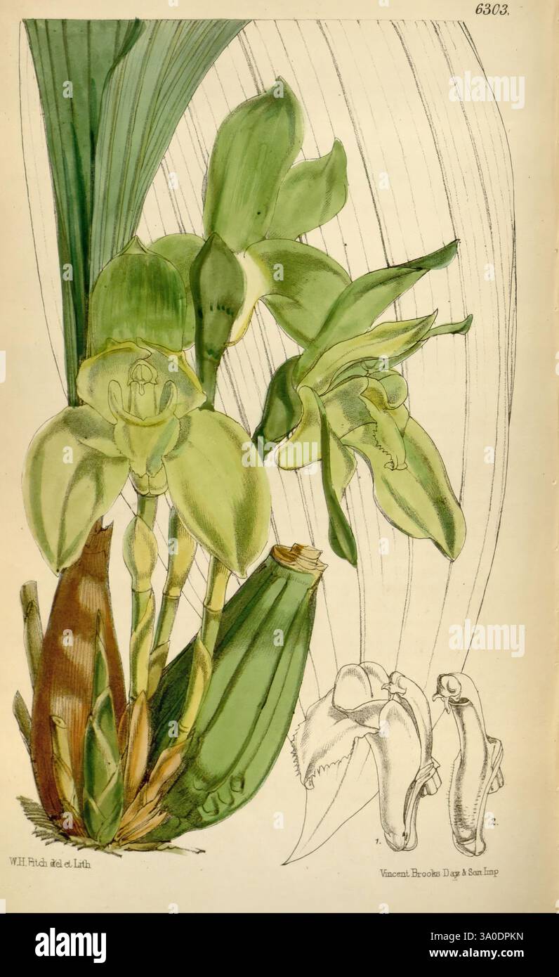 Curtis Botanical Magazine London New York Botanical Illustration Botanik Zeitschriften Bildwerke Pflanzen Zierpflanzen Curtis zeigt eine komplexe botanische Darstellung einer tropischen Orchideenart. Die markanten Blüten zeichnen sich durch ihre zarten, blassgrünen Blütenblätter und ihre einzigartige Blütenstruktur aus, die aus einem robusten Stamm hervorgeht. Die Hauptzeichnung wird von detaillierten Skizzen der anatomischen Merkmale der Orchidee flankiert, einschließlich einer Nahaufnahme der Lippe und der Fortpflanzungsteile der Blume. Die Blumen umgeben von breiten, üppigen Blättern, die das lebhafte Ökosystem widerspiegeln, in dem sich die Blumen befinden Stockfoto