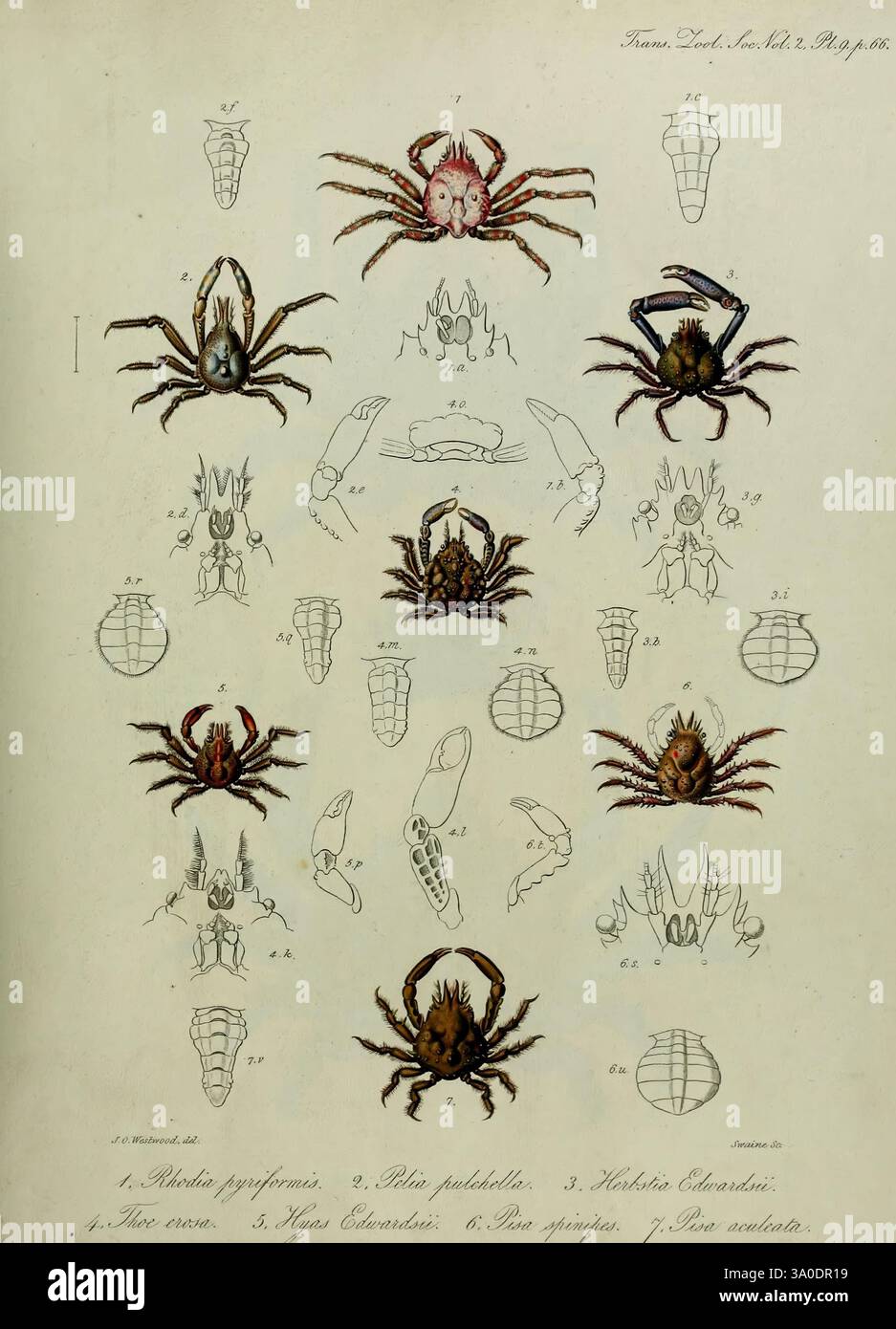 Transaktionen der Zoological Society of London, London, veröffentlicht für die Zoological Society of London von Academic Press, Zoology, Crab, Arthropoda, Arthropod, Krabben, die Abbildung zeigt verschiedene Arten von Spinnen und ihre anatomischen Details. Es bietet mehrere Ansichten und anatomische Diagramme, einschließlich dorsaler und ventraler Perspektiven. Jede Probe ist sorgfältig beschriftet und hebt die spezifischen Eigenschaften und Merkmale der Spinnen hervor, wie Gliedmaßen, Körpersegmente und einzigartige Markierungen. Das Arrangement betont die Vielfalt der Arachniden-Familie und zeigt beide identifizierende Tras Stockfoto