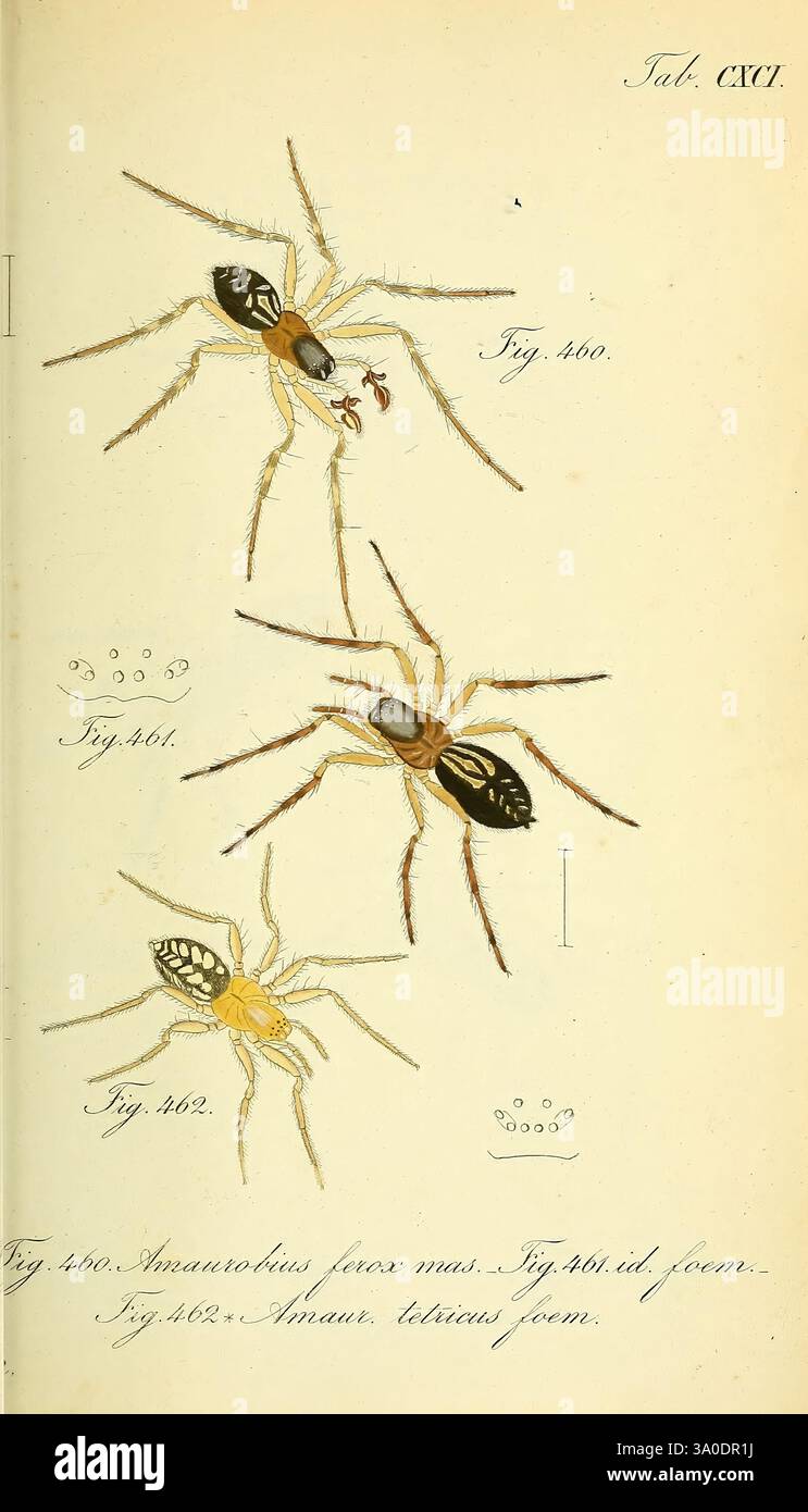 Die Arachniden, Nürnberg, in der C. H. Zeh'schen Buchhandlung, 1831-1848 Arthropoda, Arachnida, Arthropoden, die Abbildung zeigt drei unterschiedliche Spinnenarten, die jeweils mit einer Zahl gekennzeichnet sind. Die obere Spinne ist mit langen Beinen und markanten Markierungen auf ihrem Körper dargestellt, die ein lebendiges Farbmuster zeigen. Das mittlere Kreuzstück zeigt ein subtileres Farbschema mit komplizierten Details, die seine einzigartigen Merkmale unterstreichen. Das untere Kreuzstück scheint einen robusteren Körper zu haben und eindeutige Markierungen zu haben, die eine klare Identifizierung ermöglichen. Jede Darstellung zeigt akribische ATT Stockfoto