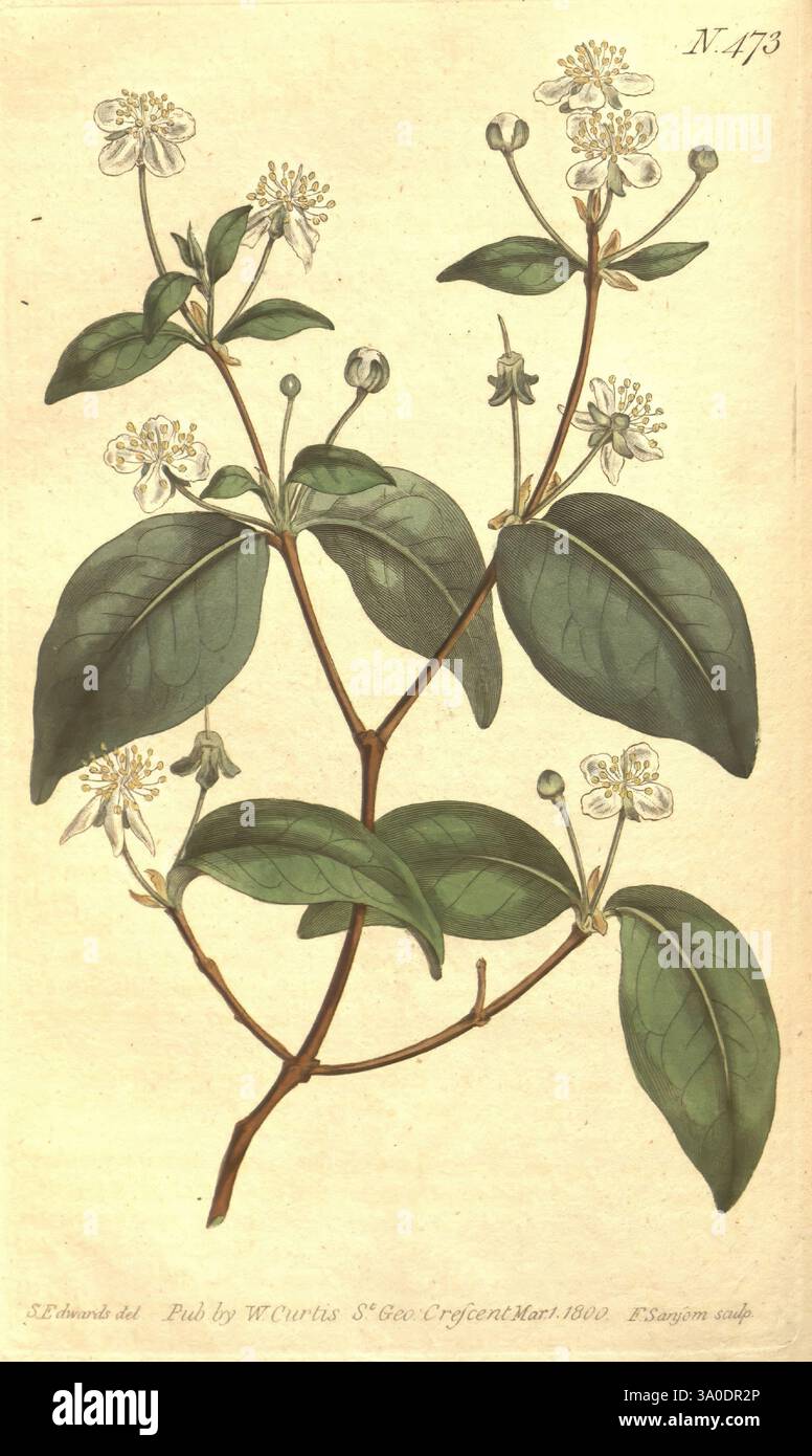 Das botanische Magazin, oder Blumengarten ausgestellt, 1790-1800, Botanik, Zeitschriften, Bildwerke, Curtis, diese Illustration zeigt eine botanische Studie einer blühenden Pflanze, die zarte weiße Blüten und üppige grüne Blätter zeigt. Die Pflanze ist mit komplizierten Details dargestellt, die die Struktur der Blütenblätter und die Anordnung der Blätter entlang des Stängels hervorheben. Jede Blüte scheint eine zentrale Sternhaufe zu haben, die den Reiz der Komposition erhöht. Dem Bild wird ein zusätzlicher Text beigefügt, der die wissenschaftliche Klassifizierung oder den Ursprung der Pflanze angibt und ummantelt Stockfoto