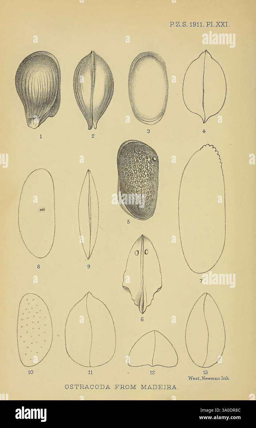 In dieser Illustration werden verschiedene Arten von Ostracoden detailliert dargestellt, die ihre aufwändig gemusterten Panzerpanzer und verschiedene Formen zeigen. Jedes Exemplar ist als Referenz nummeriert, von ovalen bis hin zu längeren Formen, wobei einige unterschiedliche Texturen und Oberflächenornamente aufweisen. Das Arrangement hebt die biologische Vielfalt innerhalb dieser Gruppe von Krebstieren hervor, die typischerweise in Meeresumwelten vorkommen. Die akribische Linienarbeit betont die einzigartigen Eigenschaften jeder Spezies Stockfoto
