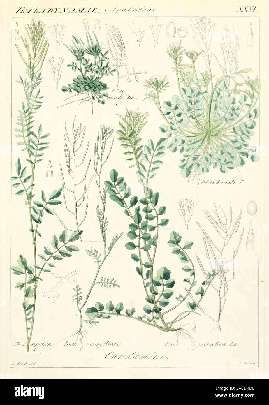 Icones florae Germanicae et Helveticae, Simul Pedemontanae, Tirolensis, Istriacae, Dalmaticae, Austriacae, Hungaricae, Transylvanicae, Moravicae, Borussicae, Holsaticae, Belgicae, Hollandicae, ergo Mediae Europae. Lipsiae, F. Hofmeister 1834-1912. [v. 1, 1850], Europa, Bildwerke, Pflanzen, die Illustration zeigt eine Vielzahl von botanischen Exemplaren, die zur Familie der Fabaceae gehören, und hebt insbesondere verschiedene Arten von Hülsenfrüchten hervor. Detaillierte botanische Zeichnungen zeigen die einzigartigen Eigenschaften jeder Pflanze, einschließlich ihrer Blätter, Blumen und Samenkapseln. Die Anordnung umfasst Mult Stockfoto