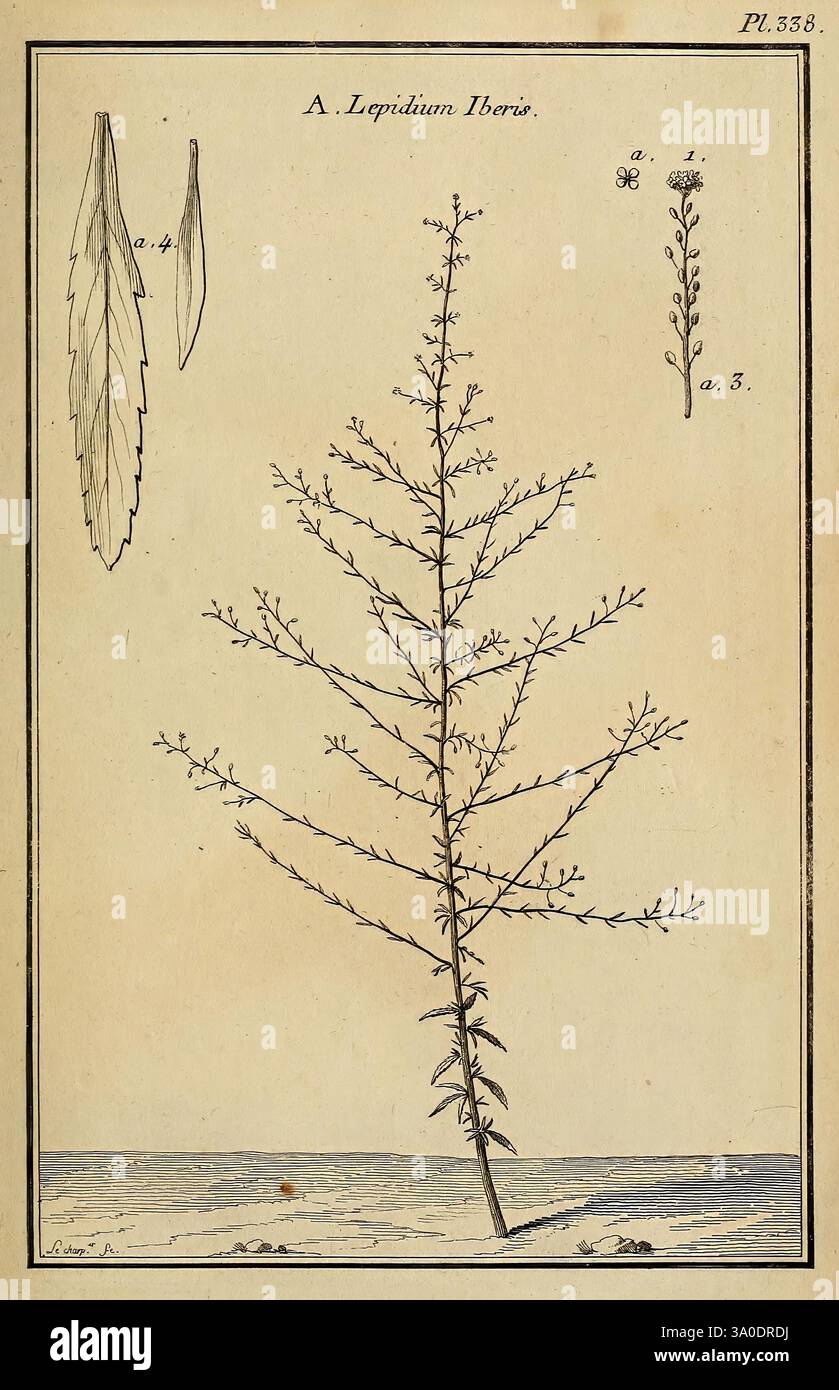 Les Figures des plantes et animaux d'use en medecine, Paris, Desprez, 1764-1765, materia medica, Bildwerke, Heilpflanzen, Lepidium iberis, die Illustration zeigt eine detaillierte botanische Darstellung der Pflanzenart Lepidium, allgemein bekannt als Pfeffergras. Im Mittelpunkt der Komposition steht ein schlanker Stiel, der mit zahlreichen kleinen, langen Blättern verziert ist, die sich zu den Spitzen hin verjüngen. Die Pflanze ist mit Ästen dargestellt, die sich nach außen erstrecken und ihre komplizierte Struktur zeigen. Die Hauptabbildung wird durch zusätzliche detaillierte Skizzen der Blätter flankiert, die ihre charakteristische SHA betonen Stockfoto