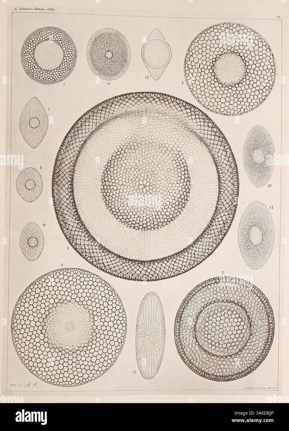 Atlas der Diatomaceen-Kunde, Leipzig, O.R. Reisland, 1874-19, Atlanten, Bacillariophyceae, die Illustration zeigt eine Reihe von komplexen geometrischen Mustern und Formen, die alle aus fein detaillierten konzentrischen Kreisen und sechseckigen Strukturen bestehen. Verschiedene Größen und Konfigurationen stellen eine faszinierende Studie in Symmetrie und Design dar. Jede Form ist sorgfältig mit einer entsprechenden Zahl versehen, was auf ein methodisches Klassifizierungssystem hindeutet. Die Gesamtzusammensetzung vermittelt ein Gefühl der wissenschaftlichen Erforschung, möglicherweise im Zusammenhang mit der Untersuchung mikroskopischer Organismen oder Muster in der Natur, was zeigt Stockfoto