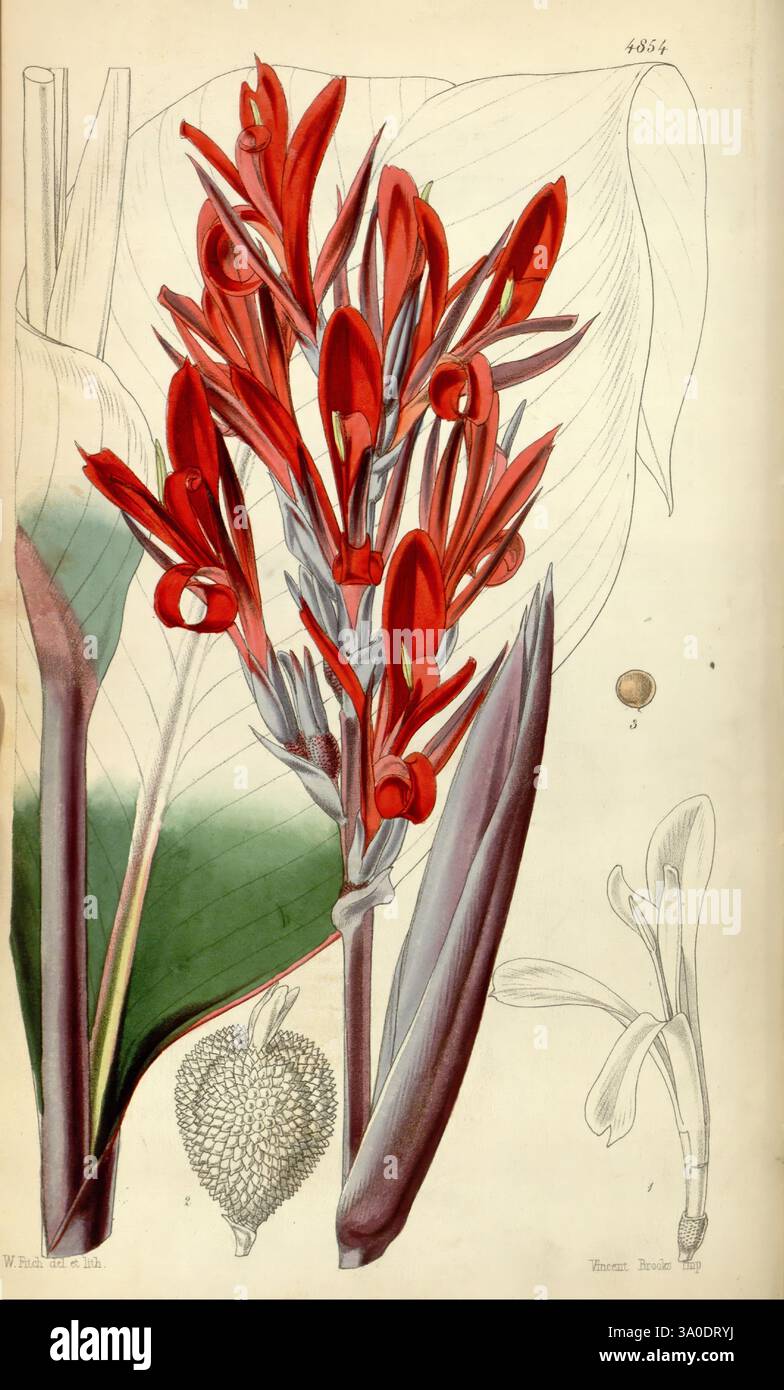 Curtis's Botanical Magazine, London, New York, Botanik, Zeitschriften, Bildwerke, Curtis, Walter Hood Fitch, die Illustration zeigt eine leuchtende Gruppe roter Blumen, die charakteristisch für die Gattung Canna sind. Jede Blüte ist detailreich und zeigt die einzigartige Blütenblattstruktur und die satte Farbgebung. Die Blüten umgeben von breiten, üppig grünen Blättern, die als Hintergrund dienen und die Lebendigkeit der Blüten verstärken. Zusätzlich enthält die Zusammensetzung eine zart gerenderte Samenkapsel und eine einzelne Blüte im Profil, was die verschiedenen Formen innerhalb des Lebenszyklus der Pflanze hervorhebt. Die Akribie Stockfoto