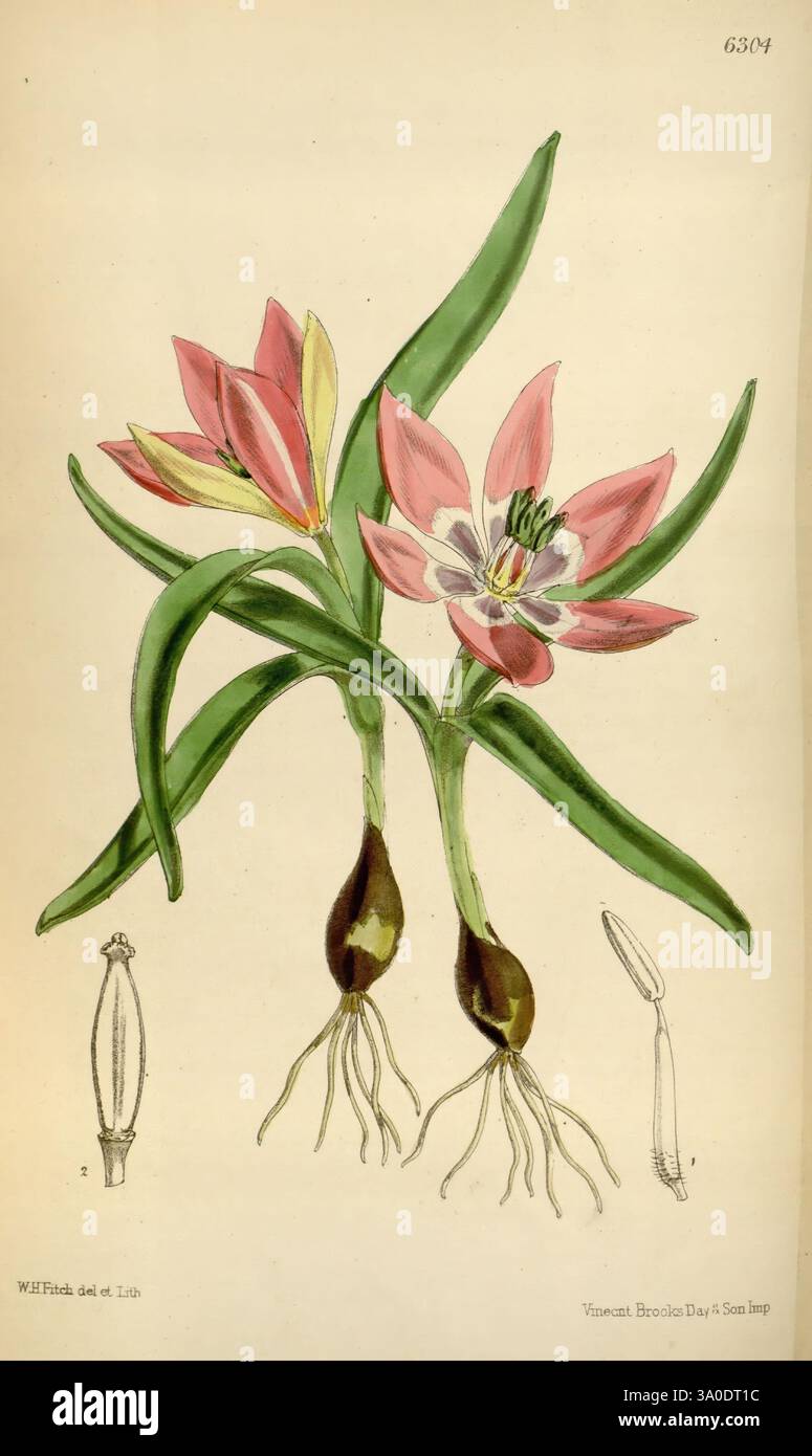 Curtis's Botanical Magazine London New York etc. Botanische Illustration Botanik Zeitschriften Bildwerke Pflanzen ornamental Curtis, die Illustration zeigt eine elegante Darstellung von zwei blühenden Tulpenblüten, die ihre zarten rosa Blüten mit subtilen Anklängen von gelben und weißen Akzenten zeigen. Die Blüten sind mit ihren langen grünen Blättern anmutig nach außen gewölbt. Unterhalb der Blüten sind die Wurzeln sichtbar, was die natürliche Form der Pflanze unterstreicht. Die Hauptabbildung wird durch kleinere, detaillierte Skizzen der Tulpenkugel und der Blütenblätter ergänzt, die den botanischen ac hervorheben Stockfoto
