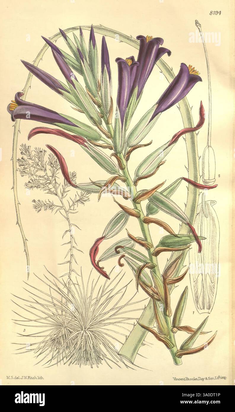 Curtis's Botanical Magazine London New York usw. Botanische Illustration Botanik Zeitschriften Bildwerke Pflanzen Ornamental Curtis, die Illustration zeigt eine auffällige blühende Pflanze, die sich durch längliche, röhrenförmige Blüten in leuchtendem Purpur auszeichnet, begleitet von hellgelben Spitzen auf den Blütenblättern. Die Stängel der Pflanze sind robust und mit schmalen, lanzettfarbenen Blättern verziert, die ihre ästhetische Wirkung verstärken. Im Hintergrund sind weitere botanische Elemente zu sehen, darunter eine zarte, federnde Pflanze und eine stachelige, grasartige Struktur. Diese Komposition veranschaulicht die Schönheit und Komplexität von botan Stockfoto