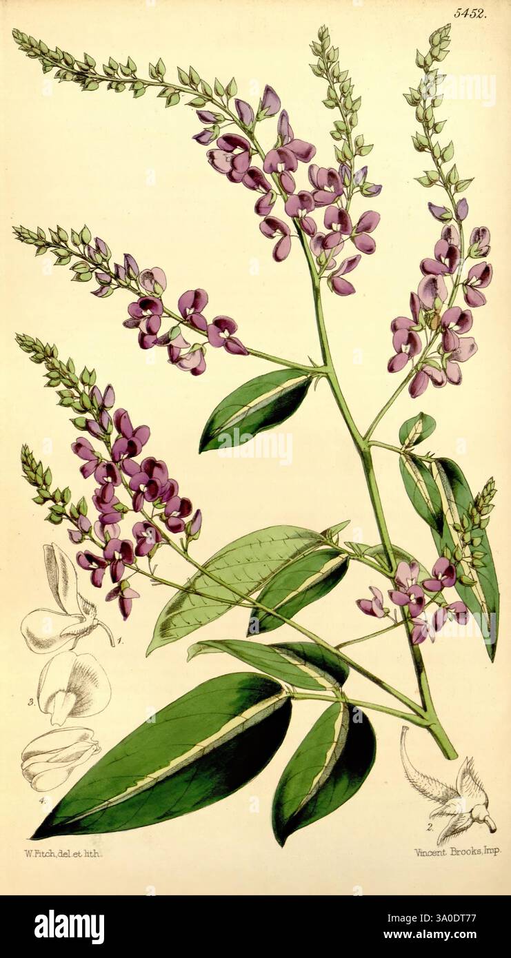 Curtis botanisches Magazin London New York usw. Botanik Zeitschriften Bildwerke Curtis, die Illustration zeigt eine detaillierte botanische Studie einer blühenden Pflanze, die durch hohe, schlanke Stämme mit Haufen von zarten lila Blüten gekennzeichnet ist. Jede Blüte weist eine symmetrische Anordnung von Blütenblättern auf, die zur allgemeinen Eleganz der Pflanze beiträgt. Unterhalb der Hauptabbildung befinden sich zusätzliche Skizzen, die einzelne Blumenteile und Blätter darstellen und die komplizierten Details des Blattes zeigen. Die Blätter sind gestreckt, mit hervorstehenden Adern, die dem Co Textur und Reichtum verleihen Stockfoto