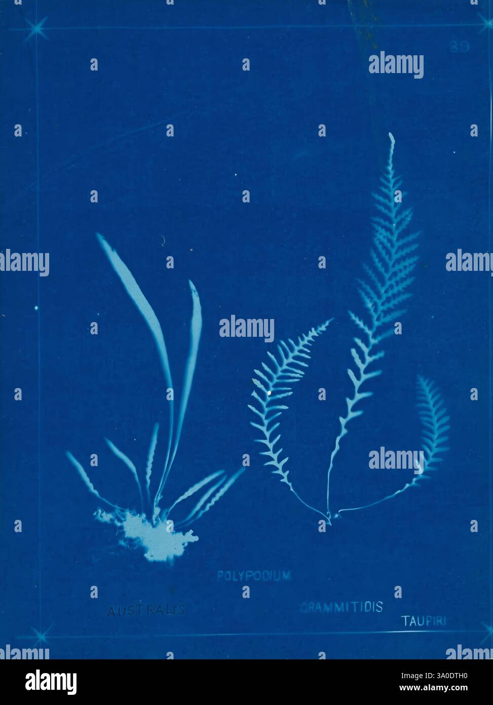Neuseeland Farne Auckland, Neuseeland, Dobbie, H. B, 1880, Botanik, Botanik Bildwerke, Farne, Neuseeländische Farne, Neuseeländische Farne Bildwerke, Naturdrucke, Neuseeland, seltene Bücher, 19. Jahrhundert, Auckland war Memorial Museum Tāmaki Paenga Hira, die Komposition zeigt zierliche botanische Illustrationen von Farnen, die komplizierte Details ihrer Wedel und Wachstumsmuster zeigen. Links eine Darstellung des Polypodiums, gekennzeichnet durch seine schlanken, länglichen Blätter, die von einer zentralen Basis aus anmutig nach oben strahlen. Rechts eine Darstellung von Grammitidoiden, die ein More te zeigen Stockfoto