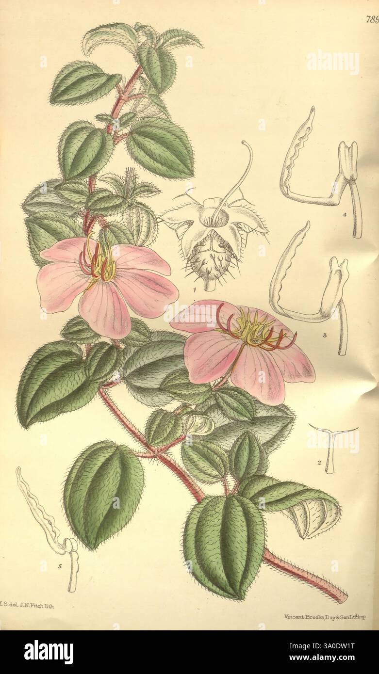 Curtis's Botanical Magazine London New York usw. Botanische Illustration Botanik Zeitschriften Bildwerke Pflanzen Ornamental Curtis, die Illustration zeigt eine zarte blühende Rebe mit markanten, zart rosa Blüten und üppig grünen Blättern. Die Blüten sind detailliert und zeigen ihre komplexen Blütenblätter und ihre zentralen Reproduktionsteile. Um die Hauptrebe herum befinden sich verschiedene botanische Skizzen, die spezifische Merkmale hervorheben, wie die einzigartigen Fortpflanzungsstrukturen und Blattanordnungen der Blume. Der Hintergrund ist dezent, sodass die lebendigen Farben und Details der Pflanze hervorstechen Stockfoto