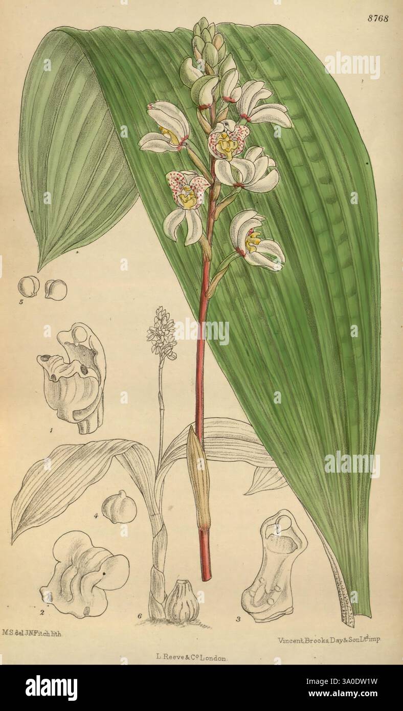 Curtis's Botanical Magazine, London, New York, botanische Illustration, Botanik, Zeitschriften, Bildwerke, Pflanzen ornamental, Curtis, Matilda Smith, Frauen in der Wissenschaft, Blumen, Govenia ciliata, Orchidee, die Komposition zeigt eine botanische Illustration, die eine elegante blühende Pflanze zeigt. Auffällig ist ein hoher Blütenstand mit zarten Blüten, gekennzeichnet durch komplizierte Details, die ihre einzigartigen Formen und Texturen hervorheben. Die großen, üppigen Blätter flankieren den Hauptstamm und unterstreichen die natürliche Schönheit der Pflanze. In kleineren Abbildungen sind verschiedene dargestellt Stockfoto