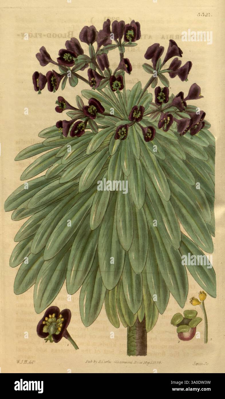 Curtis's Botanical Magazine London New York usw. Botanik-Zeitschriften Bildwerke Curtis, das Kunstwerk zeigt eine lebendige Pflanze, die sich durch ihre auffällige Anordnung von langen Blättern auszeichnet, die nach außen strahlen und eine üppige Kulisse schaffen. Im Mittelpunkt steht eine Gruppe von tiefvioletten Blumen, die jeweils mit einzigartigen, komplizierten Formen verziert sind. Zur Hauptpflanze gehören kleinere Illustrationen zusätzlicher Blumenformen, die Variationen in Größe und Detail zeigen. Die Gesamtkomposition hebt die Schönheit der botanischen Vielfalt hervor und betont die Texturen und Formen sowohl des Laubs als auch der blos Stockfoto