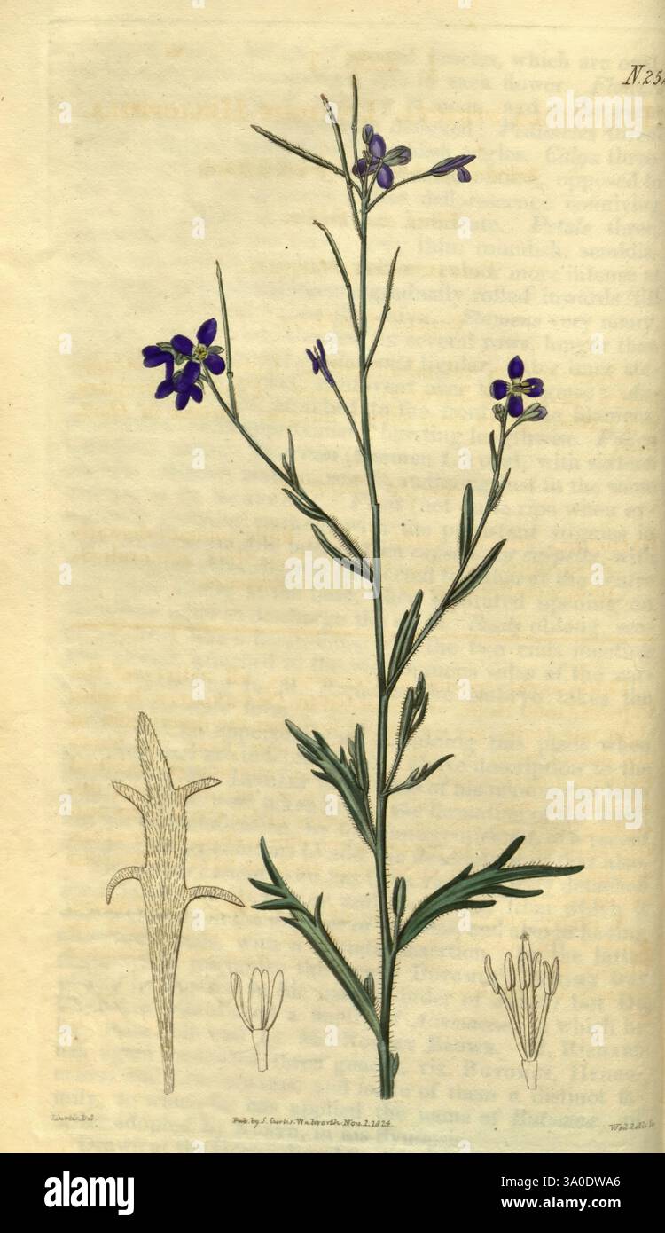 Curtis's Botanical Magazine London New York etc. Botanische Illustration Botanik Zeitschriften Bildwerke Pflanzen Zierpflanzen Curtis zeigt eine zarte blühende Pflanze, die sich durch schlanke grüne Stiele und Gruppen von kleinen, leuchtend violetten Blüten auszeichnet. Die Pflanze steht aufrecht, mit gestreckten und sich verjüngenden Blättern, die ihr anmutiges Aussehen noch verstärken. Die Hauptdarstellung wird durch detaillierte Skizzen der Bestandteile der Blume ergänzt, die die einzigartige Struktur der Blütenblätter und Staubblätter hervorheben. Diese botanische Darstellung unterstreicht sowohl die Schönheit als auch die Komplexität des p Stockfoto