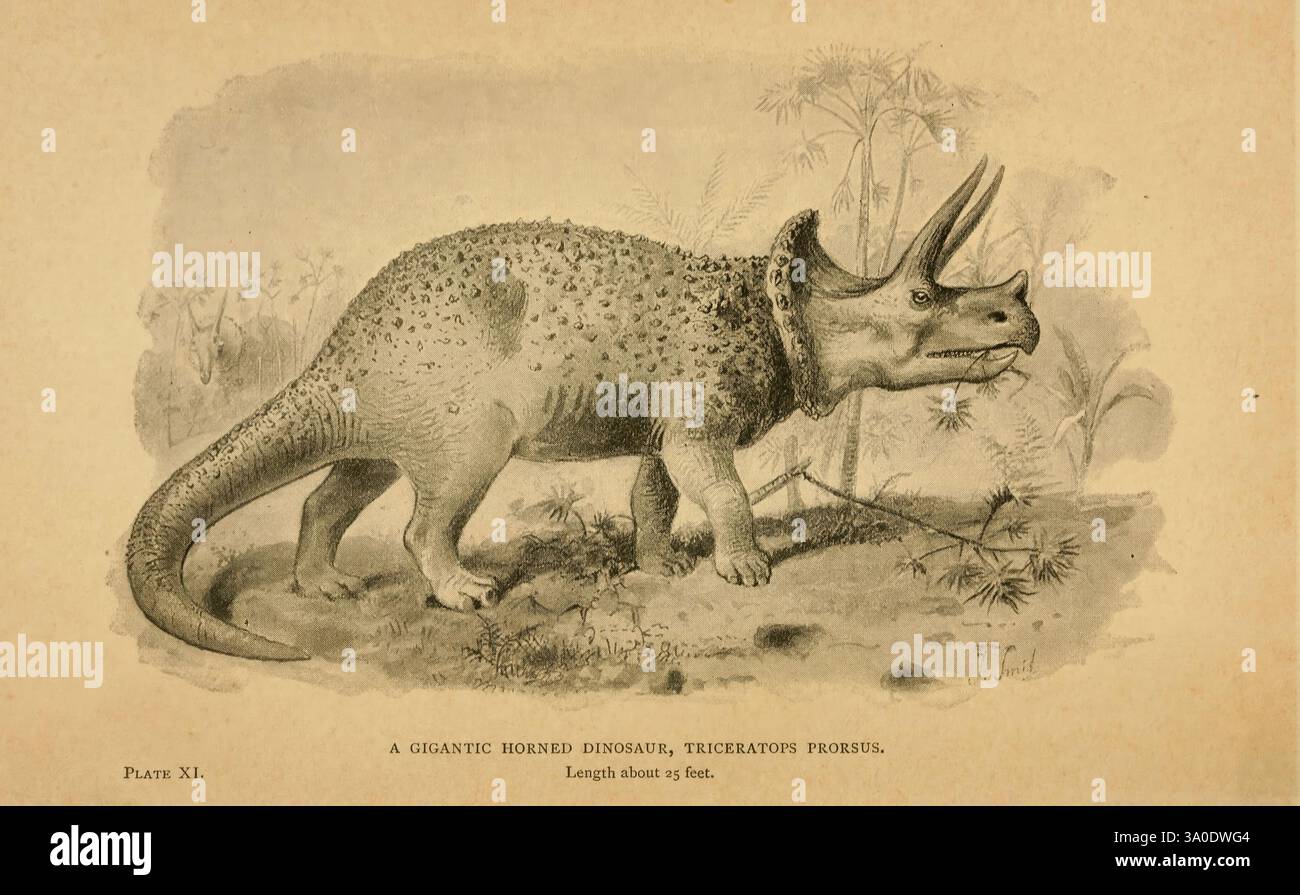 Ausgestorbene Monster London, Chapman & Hall, 1896, ausgestorbene Tiere, Paläontologie, triceratops prorsus, Joseph Smith, 7, Henry Neville Hutchinson, Dinosaurier, biol, Daily Sci Art, diese Illustration zeigt einen Triceratops, einen großen gehörnten Dinosaurier, der für seine unverwechselbaren drei Gesichtshörner und einen knöchernen Rüschen am Hinterkopf bekannt ist. Die Kreatur steht in einer prähistorischen Landschaft, die von üppiger Vegetation und einer antiken Umgebung geprägt ist. Detaillierte anatomische Merkmale betonen den robusten Körper, die stabilen Beine und die strukturierte Haut. Unter dem Bild ist der Artenname „Triceratops prosubis“ und in einer Beschriftung angegeben Stockfoto