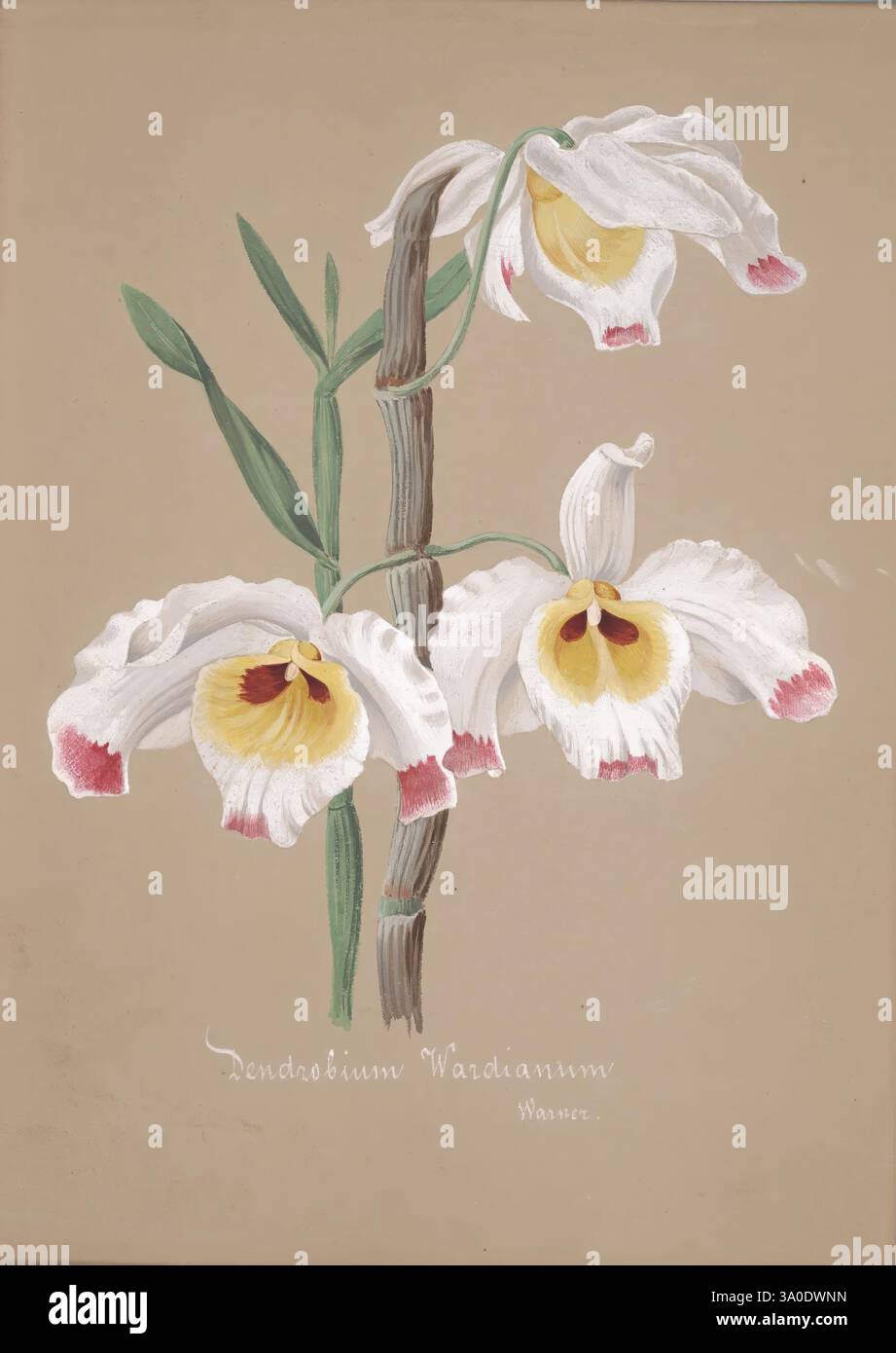 Collection d'orchidées, [S.l, s.n,18--?], botanische Illustration, Orchidaceae, Orchidaceae in der Kunst, Bildwerke, Dendrobium wardianum, Eine zarte Illustration der Dendrobium Wardianum Orchidee, zeigt ihre komplizierten Merkmale. Der schlanke Stiel der Pflanze trägt zwei elegante Blüten, die sich durch ihre reinweißen Blüten mit leuchtendem Gelb und tiefen kastanienbraunen Akzenten auszeichnen. Üppig grüne Blätter treten aus der Basis hervor und ergänzen das Blumenbild. Unter den Blüten ist der Name „Dendrobium Wardianum“ elegant in einer anmutigen Schrift geschrieben, die die botanische Kunst der Darstellung widerspiegelt. Stockfoto