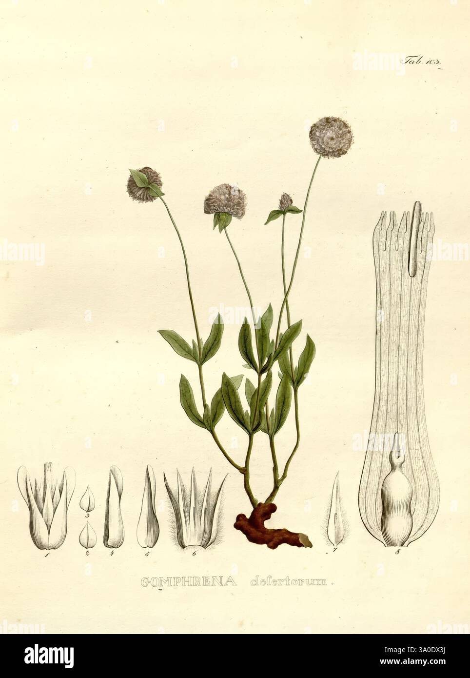 Nova Genera et Species Plantarum, Monachii [München], Impensis Auctoris, 1824-1829 [d. h. 1824-32]., Eine botanische Illustration der Pflanzenart Coturnixia diriburum. Die zentrale Darstellung zeigt eine zarte Anordnung von Blättern und blühenden Stämmen, die mit kugelförmigen Blüten gekrönt sind. Die Hauptfigur wird von detaillierten Zeichnungen der Blumenstrukturen der Pflanze flankiert, die verschiedene Formen und Stufen der Blüten zeigen, einschließlich der Anordnung der Blütenblätter und Fortpflanzungsteile. Jede Komponente ist sorgfältig gekennzeichnet, was wissenschaftliche Einblicke in die Anatomie und Morphologie dieses Par ermöglicht Stockfoto