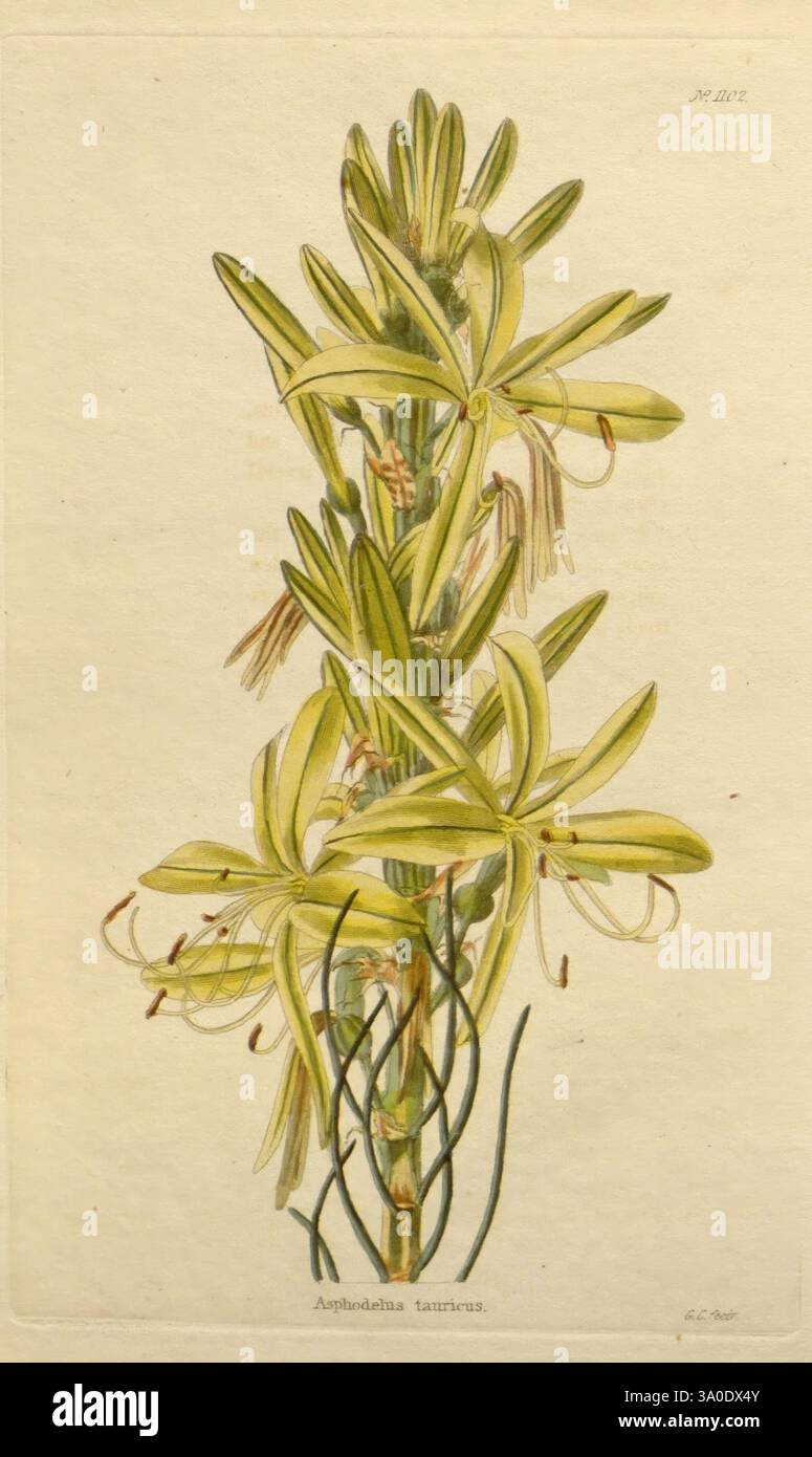 The Botanical Cabinet, London, John & Arthur Arch, 1817-1833, Eine botanische Illustration von Asphodelus tataricus, mit eleganten, langen grünen Stielen, die mit zarten, blassgelben Blüten verziert sind. Die Blüten weisen mehrere schlanke Blütenblätter auf, die leicht nach hinten gebogen sind und feine Staubblätter in der Mitte freigeben, die ihre komplizierte Struktur verstärken. Die Blätter der Pflanze sind lang und schmal, in einer Rosette angeordnet, was zu dem insgesamt anmutigen Aussehen beiträgt. Die detaillierte Darstellung unterstreicht die botanische Genauigkeit und Kunstfertigkeit und unterstreicht die Schönheit dieser Art in ihrer Stockfoto