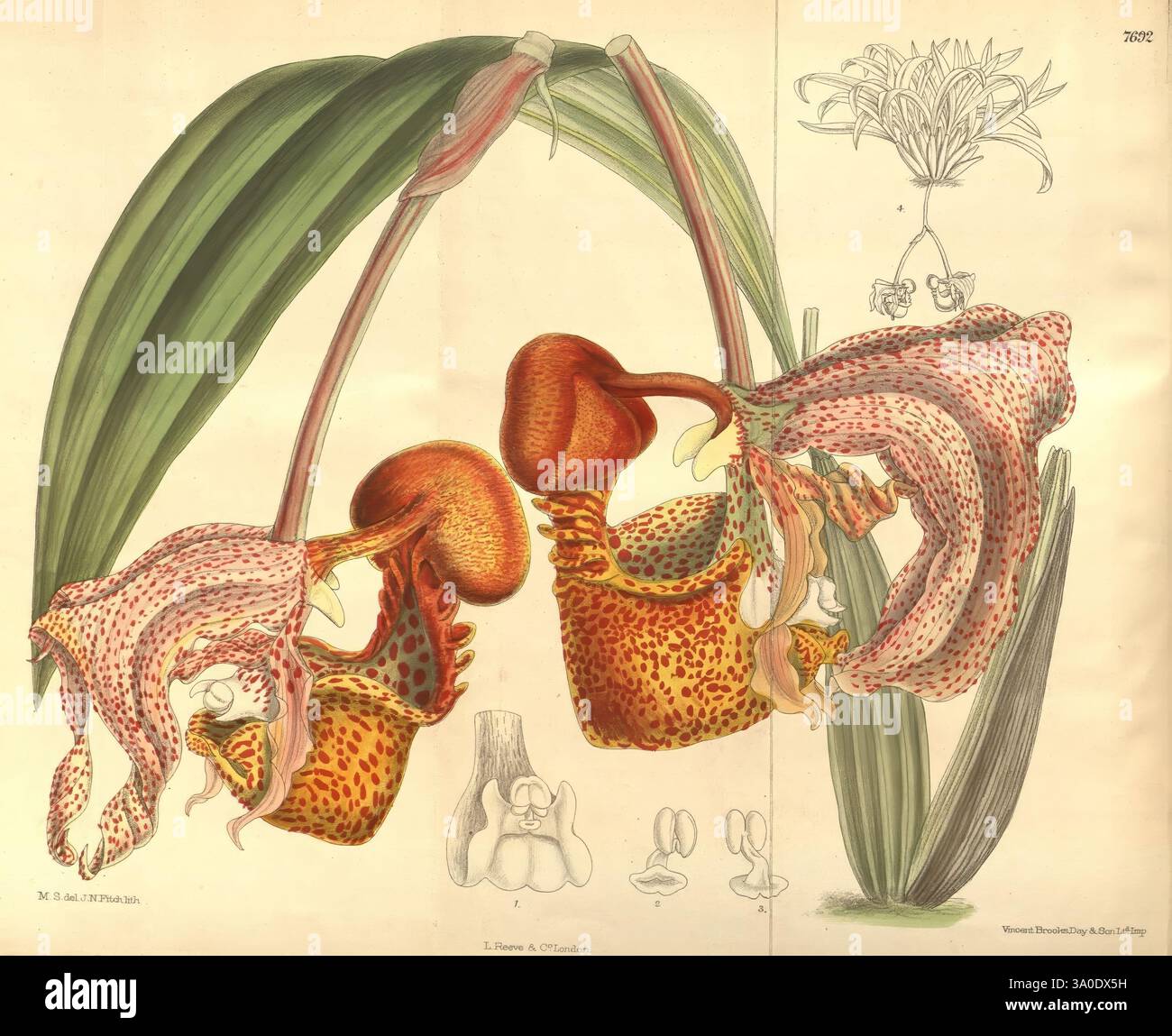 Curtis's Botanical Magazine, London, New York, Botanik, Zeitschriften, Malerische Werke, Matilda Smith, Curtis, Coryanthes Macrantha, Affenorchidee, Venezuela, die Guayanas, IG, Daily Sci Art, Frauen in Wissenschaft, Joseph Dalton Hooker, Matilda Smith, das Kunstwerk zeigt eine komplizierte Illustration eines Paares lebendiger Orchideen, die ihre auffälligen Formen und Farben zeigen. Im Mittelpunkt steht die einzigartige Struktur der Blüten, die sich durch längliche Blütenblätter mit lebhaften Flecken und Mustern auszeichnet. Zarte Details zeigen die Texturen der gewachsten Blätter, die die Blüten unterstützen, mit einem Hauch von geschwungener Form Stockfoto