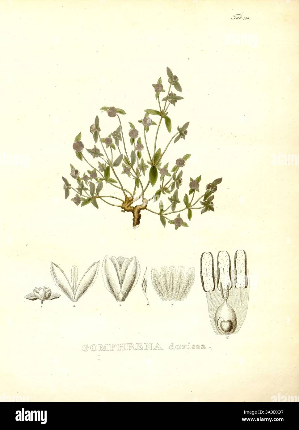 Nova genera et species plantarum, Monachii [München], Impensis Auctoris, 1824-1829 [d. h. 1824-32]., die Illustration zeigt die Pflanze Gomphrena dimidua, die ihre zarten Stämme mit kleinen, violetten Blüten ziert. Unter der Hauptdarstellung der Pflanze befinden sich detaillierte botanische Zeichnungen der anatomischen Strukturen der Blume, einschließlich der Blütenblätter und der Fortpflanzungsteile. Jeder Abschnitt präsentiert eine akribische Darstellung, die die einzigartigen Merkmale der Pflanze hervorhebt und zu ihrer Identifizierung und Untersuchung in der botanischen Literatur beiträgt. Stockfoto
