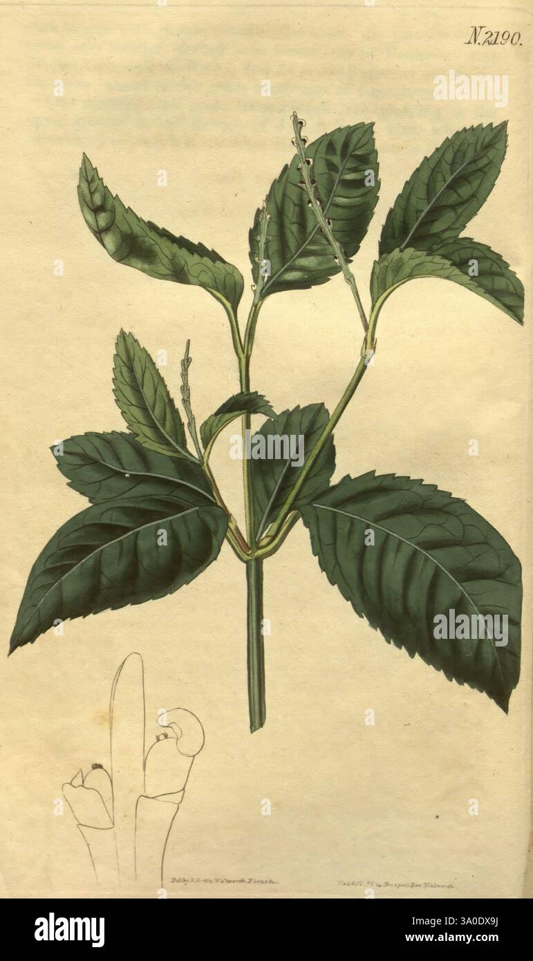 Eine botanische Illustration mit einer detaillierten Darstellung eines Pflanzenzweigs mit üppig grünen Blättern. Der Zweig hat mehrere symmetrisch angeordnete Laubelemente, die die Textur und das Venenmuster der Blätter verdeutlichen. Unterhalb der Hauptdarstellung befindet sich eine kleinere Abbildung einer Hand, die auf die Pflanze zeigt und deren Merkmale betont. Die Gesamtpräsentation zeigt die komplizierten Details der Blätter, einschließlich ihrer Form und Anordnung, und lädt zu einem genaueren Blick auf die Wunder der Botanik ein. Stockfoto